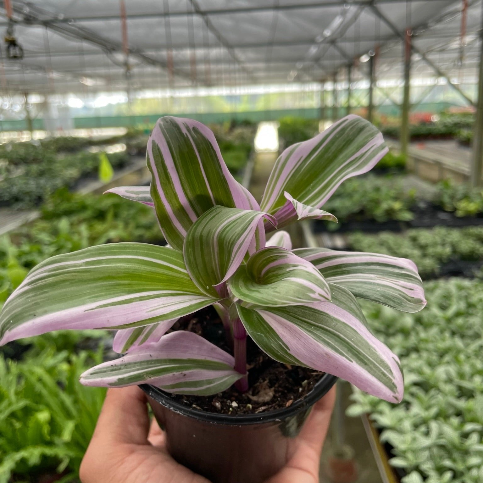 Nanouk Tradescantia