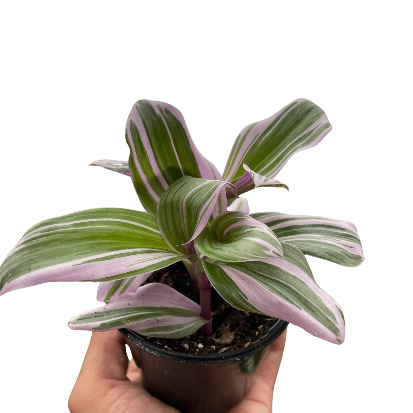 Green and Pink Tradescantia Nanouk 