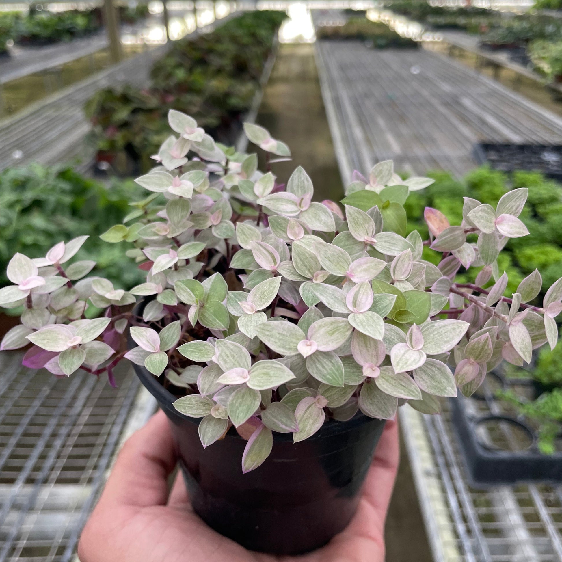 Tradescantia Callisia 'Pink Panther'