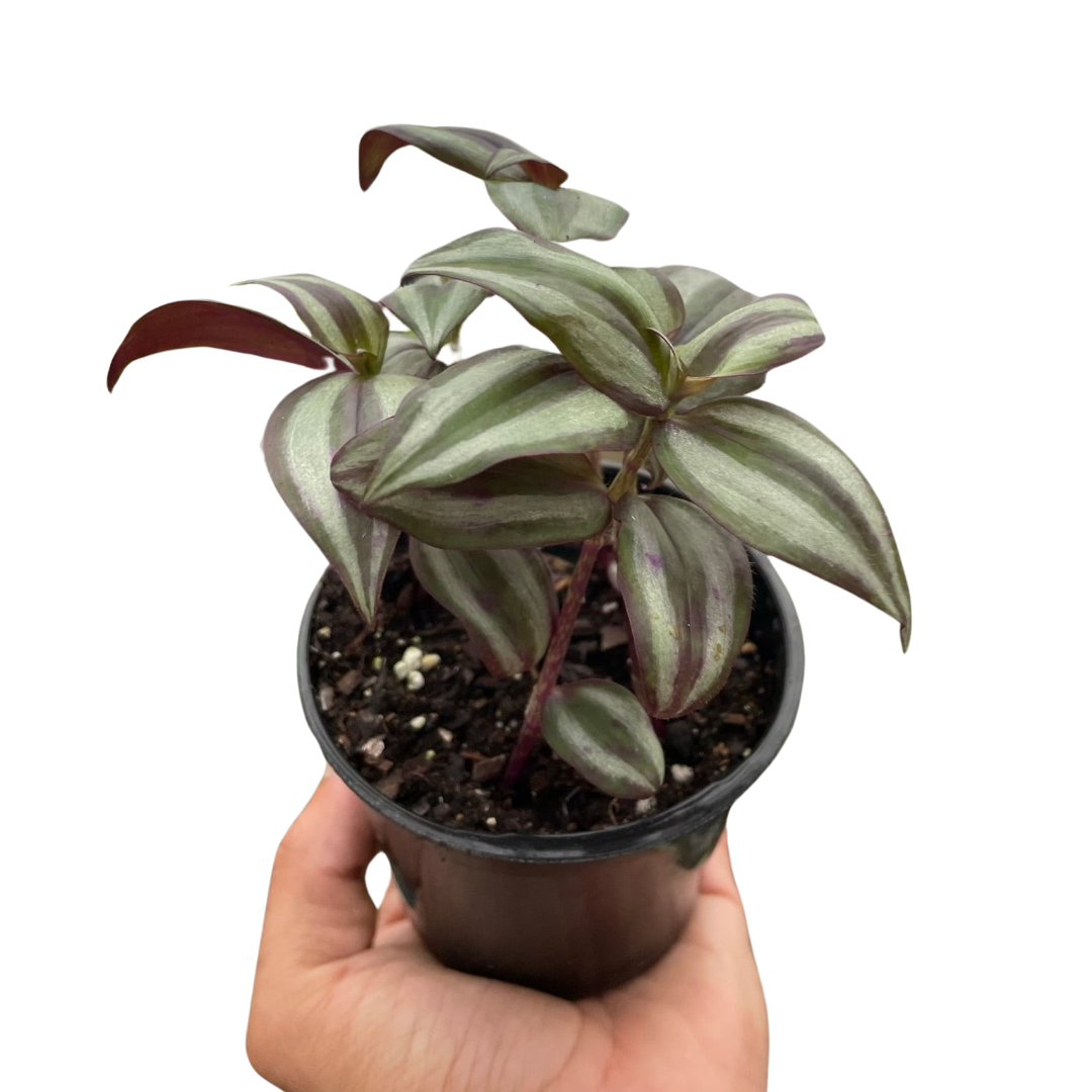 Tradescantia Zebrina Silver Inch Plant