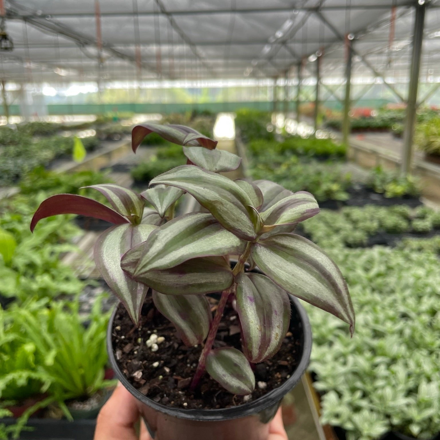 Tradescantia Zebrina 'Wandering Dude' 4"