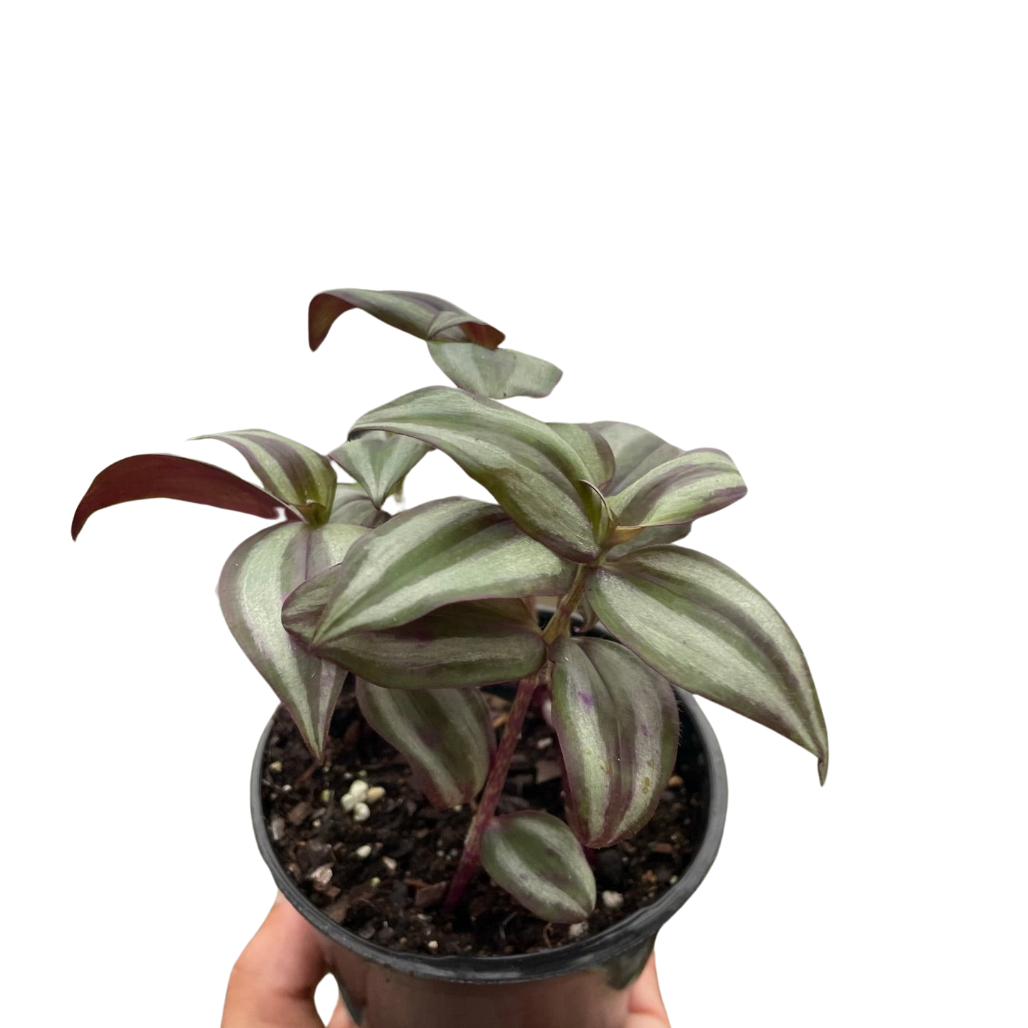 Tradescantia Zebrina 'Wandering Dude' 4"