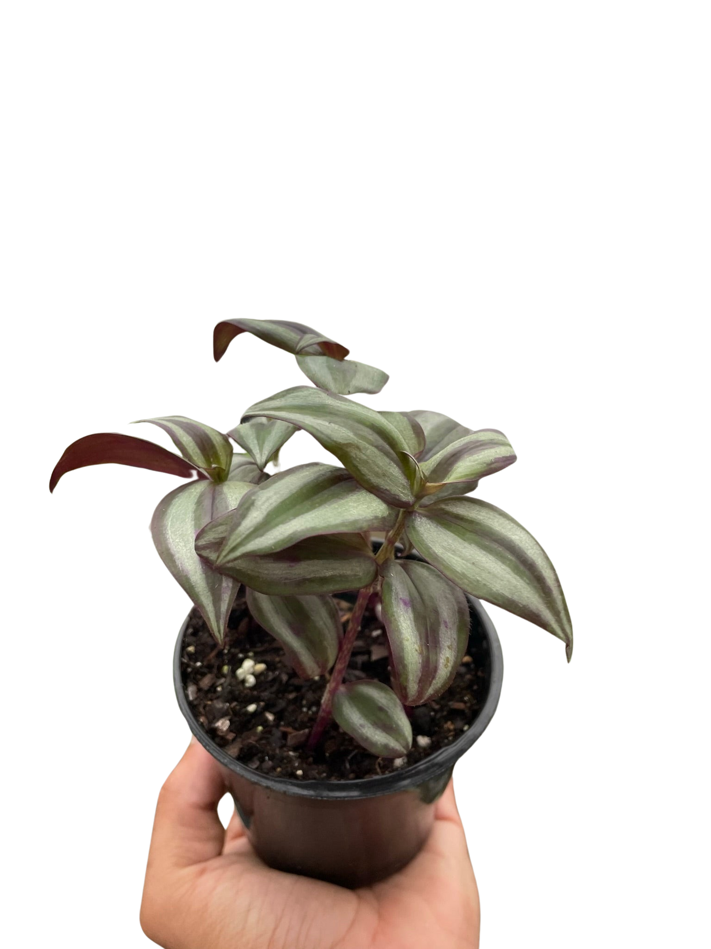 Tradescantia Zebrina Silver Inch Plant