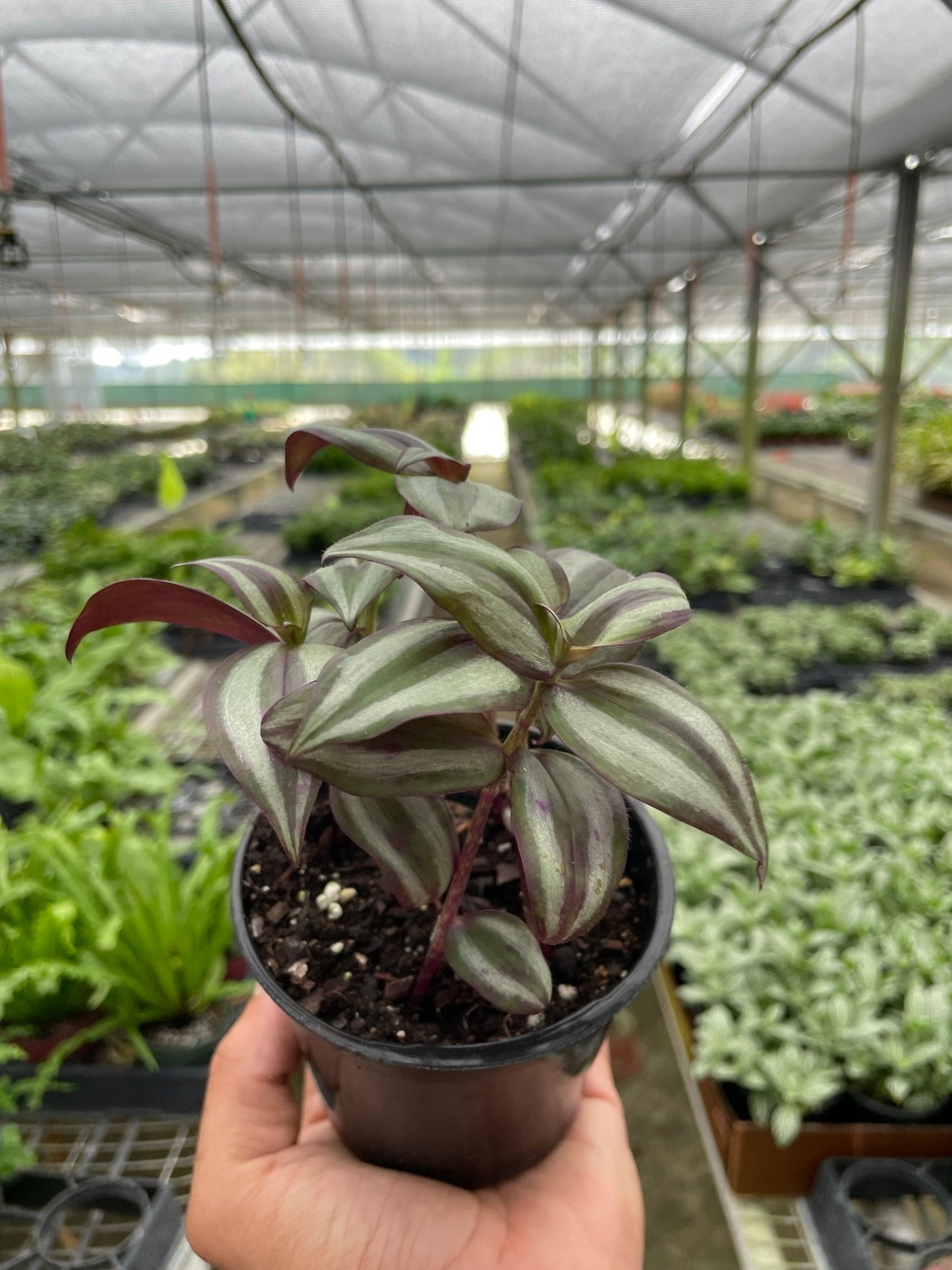 Tradescantia Zebrina Silver Inch Plant