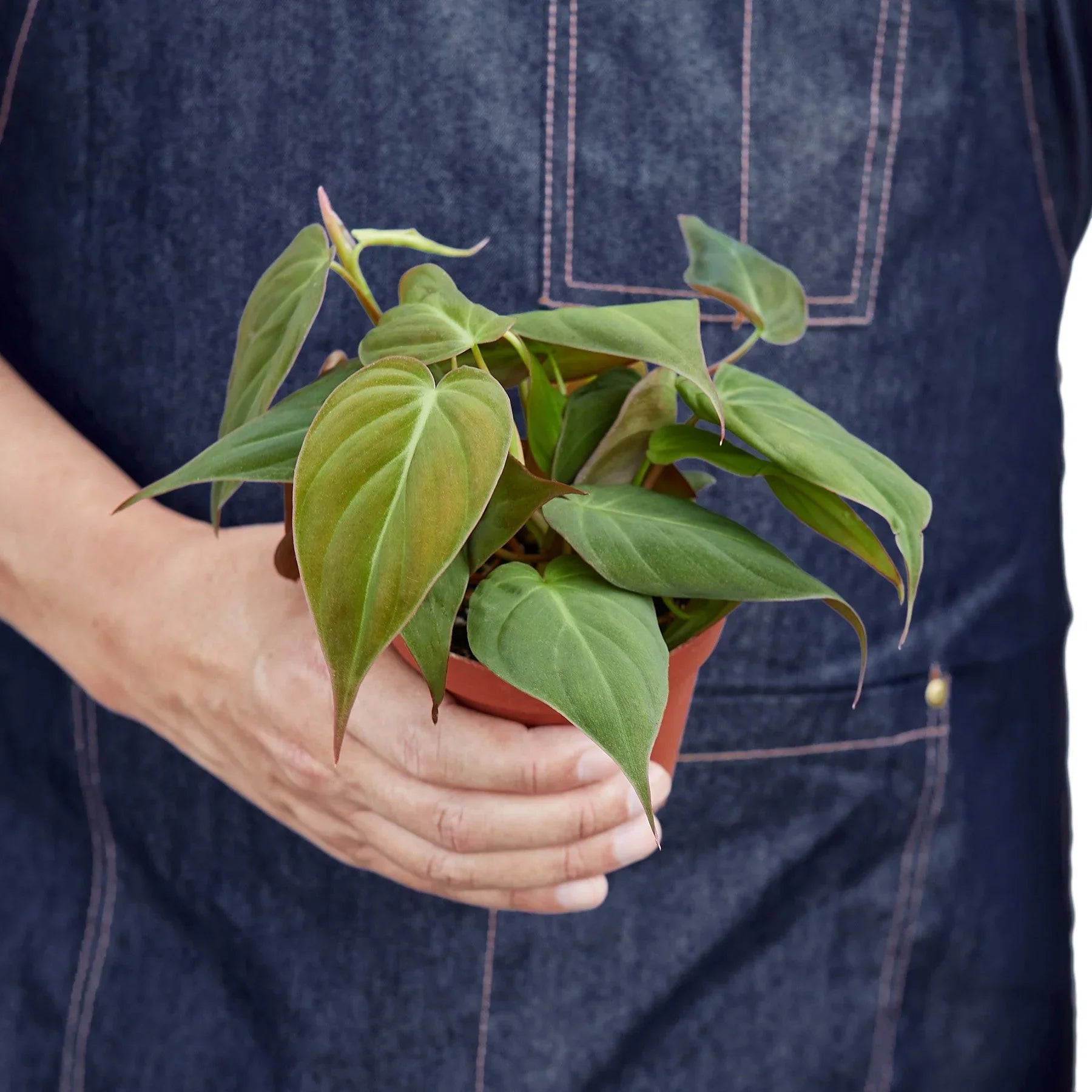 Philodendron Micans