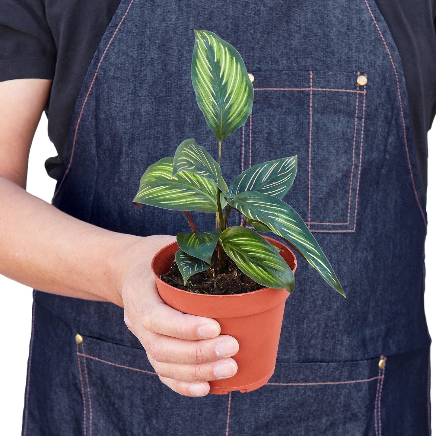 Calathea 'Beauty Star' 4" 