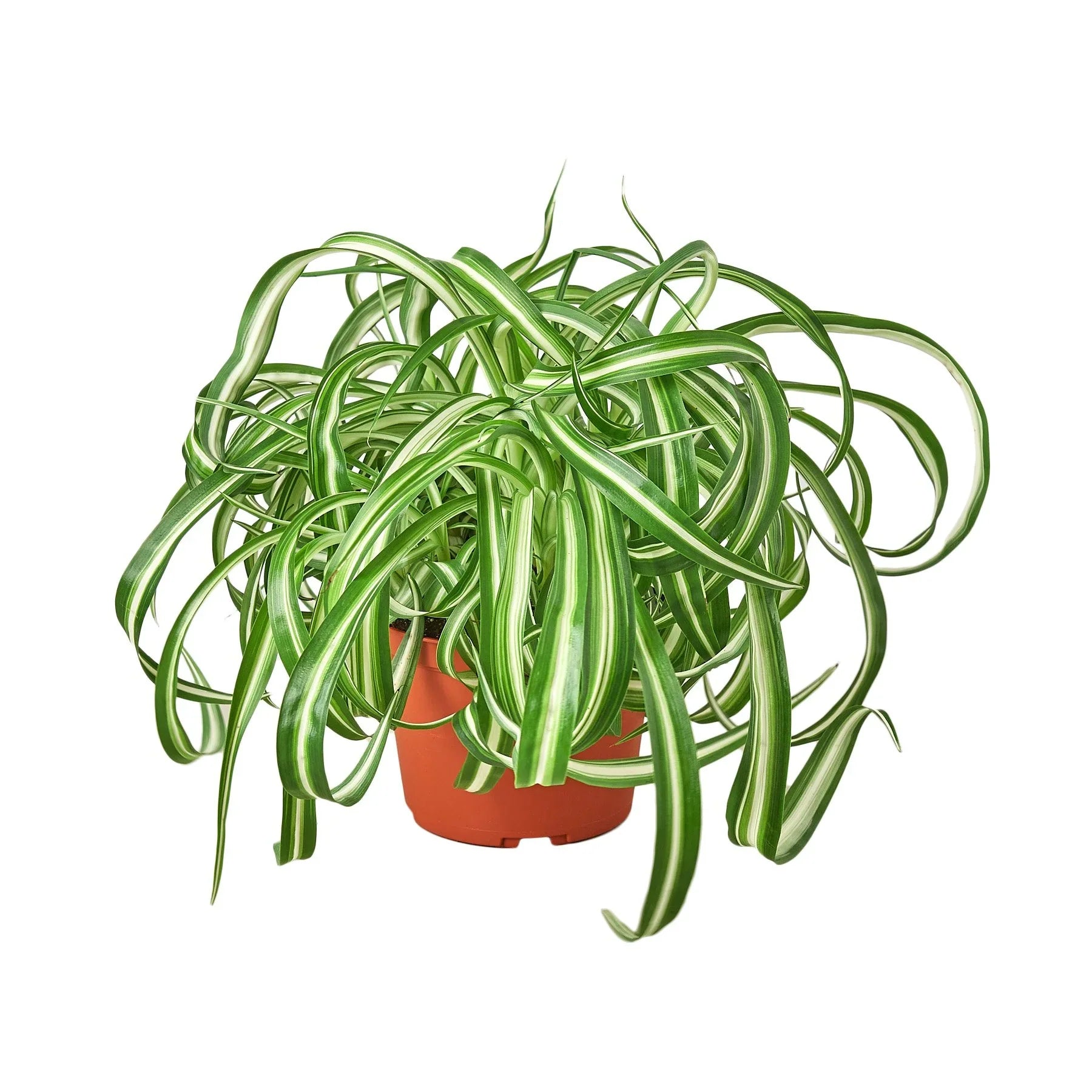 Curly Spider Plant Bonnie 6"