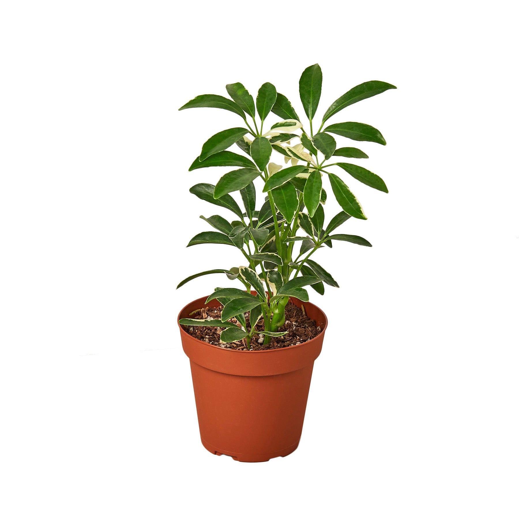 Schefflera Moonlight Variegated Umbrella Plant