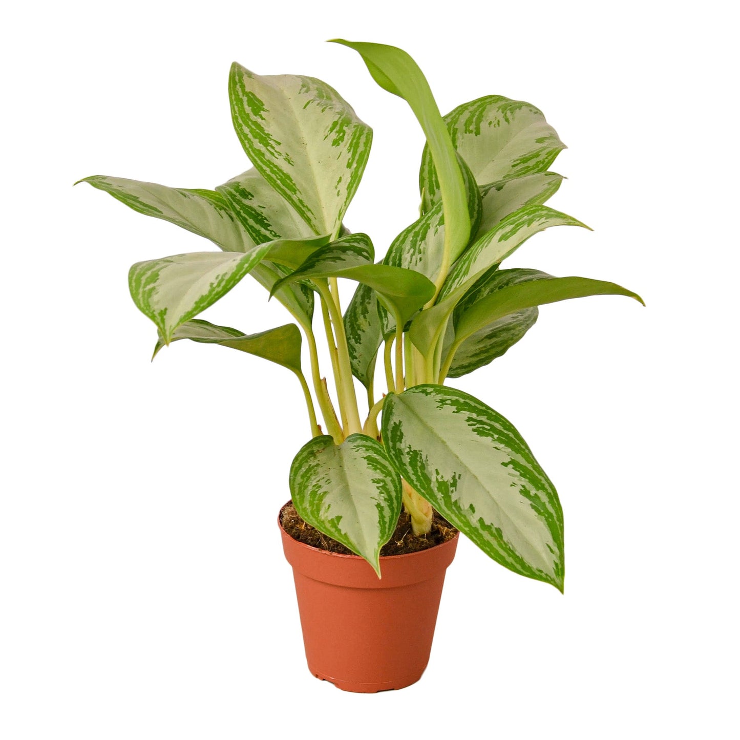 Aglaonema Silver Bay 4"