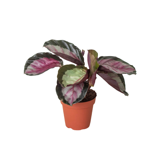 Calathea roseopicta 'Silvia' 4"