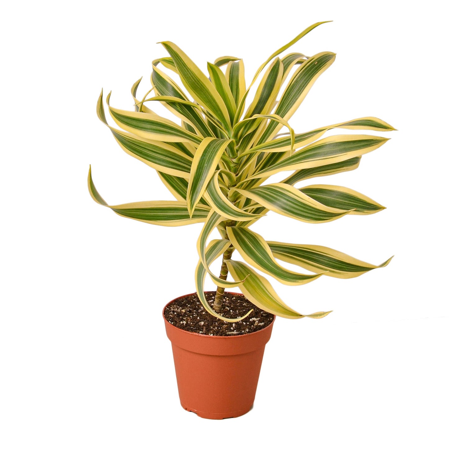 Song of India Dracaena 4"