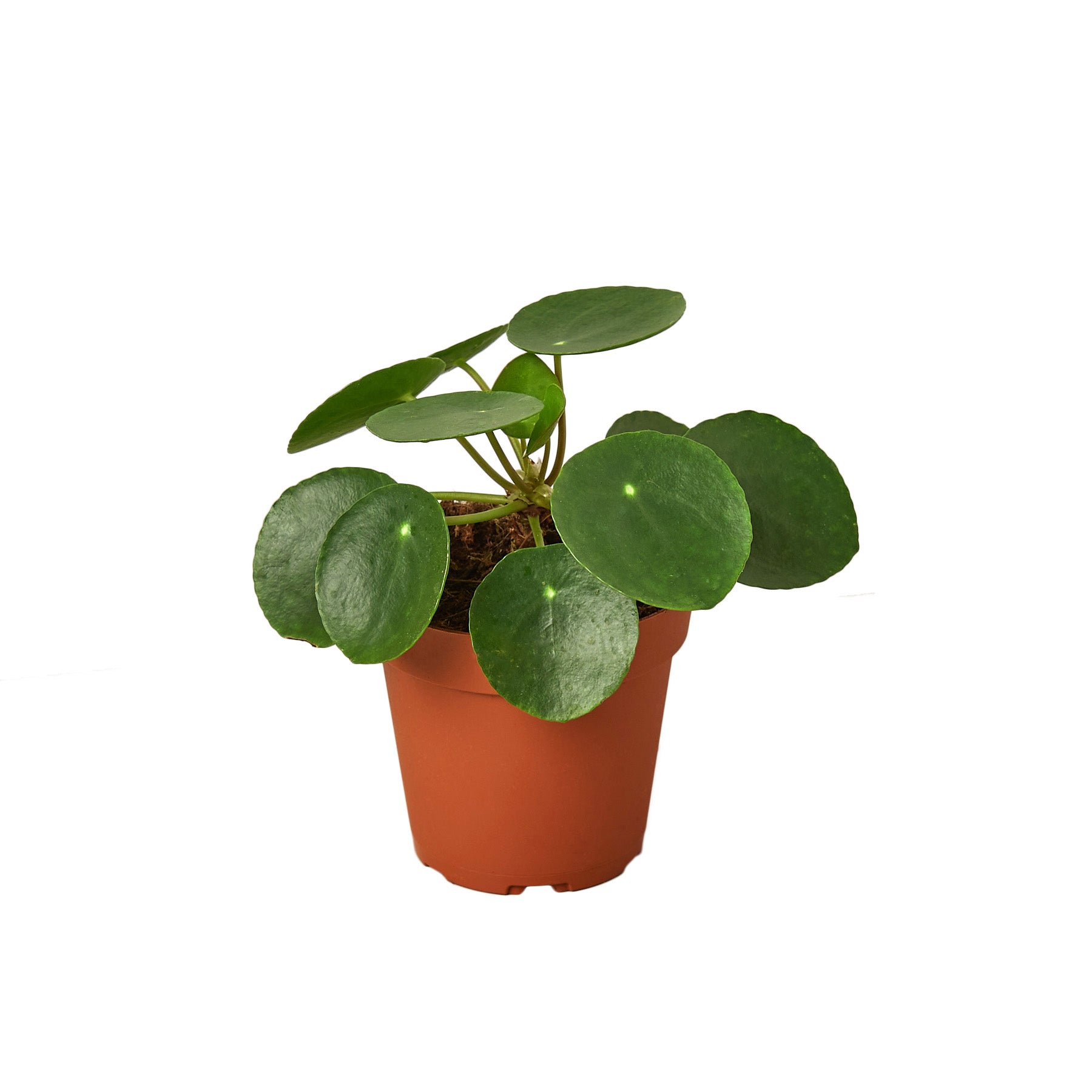 Pilea Peperomioides