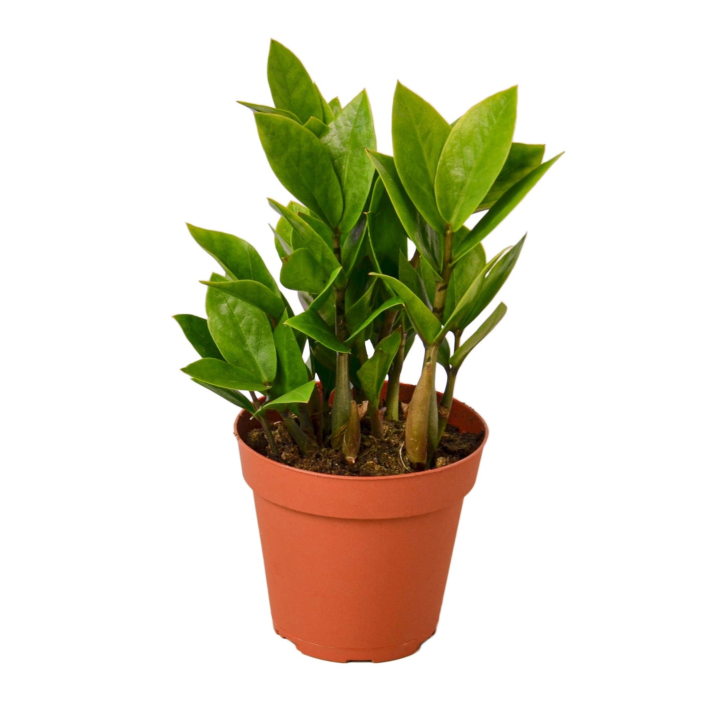 ZZ Plant 3 Inch