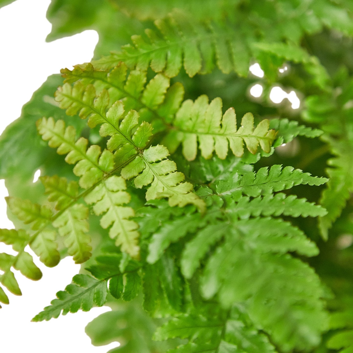 Autumn Fern