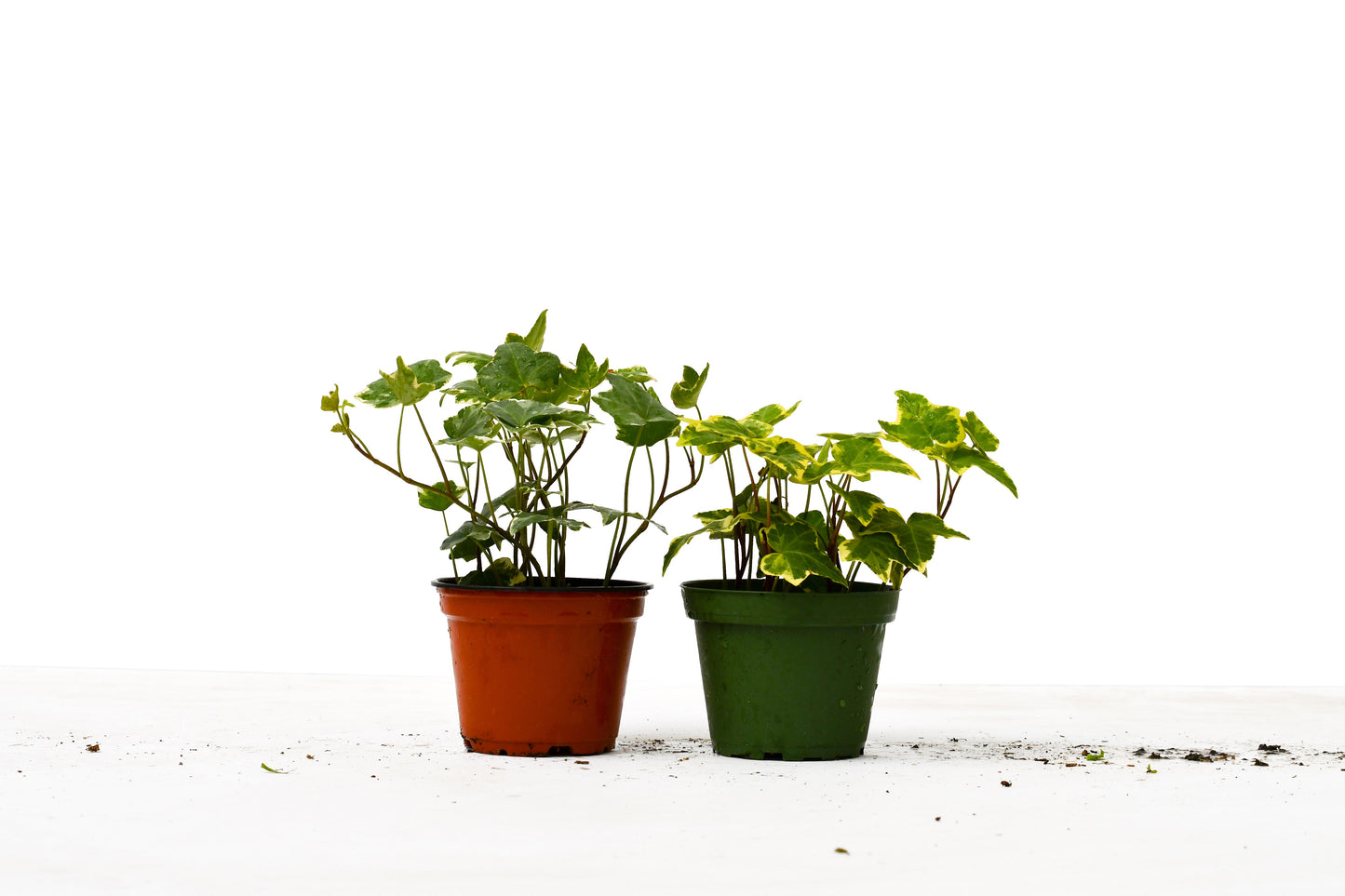 English Ivy Variety 2 Pack