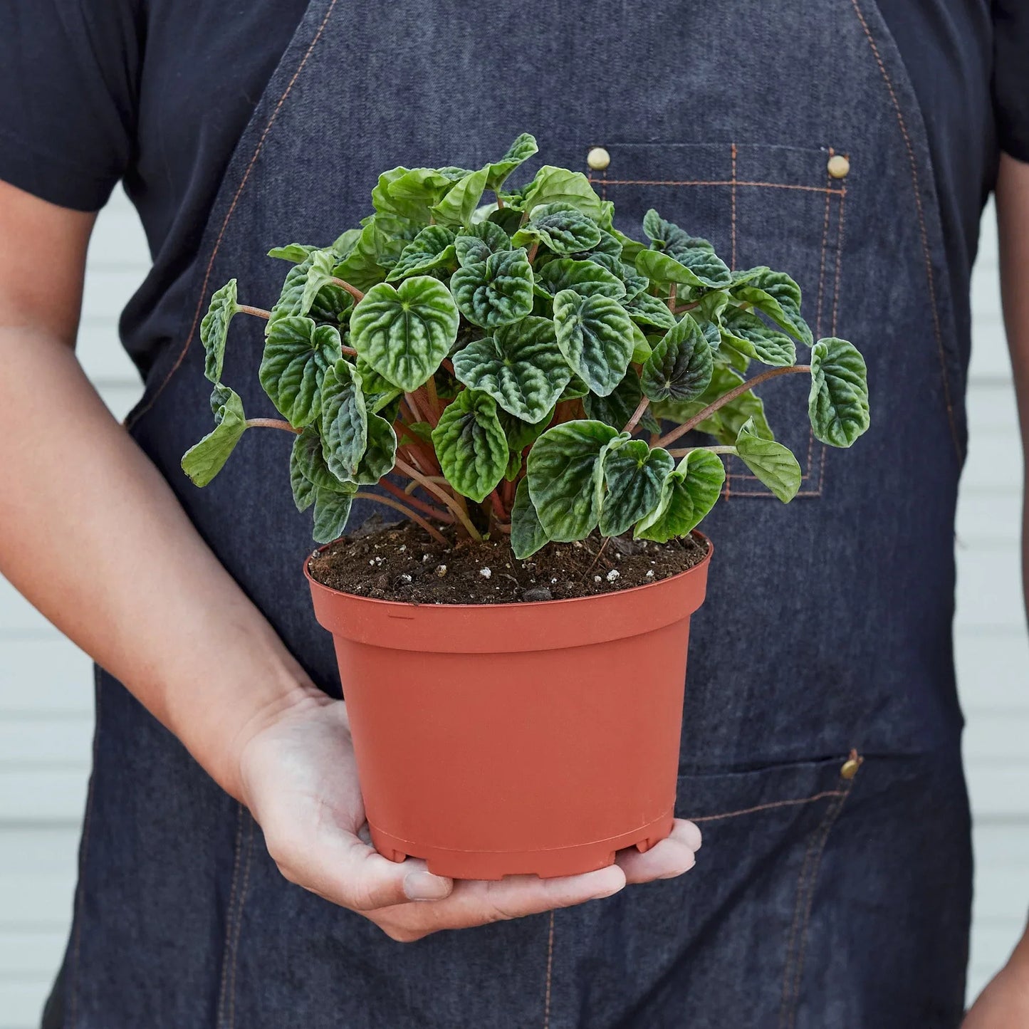 Peperomia 'Ripple' "