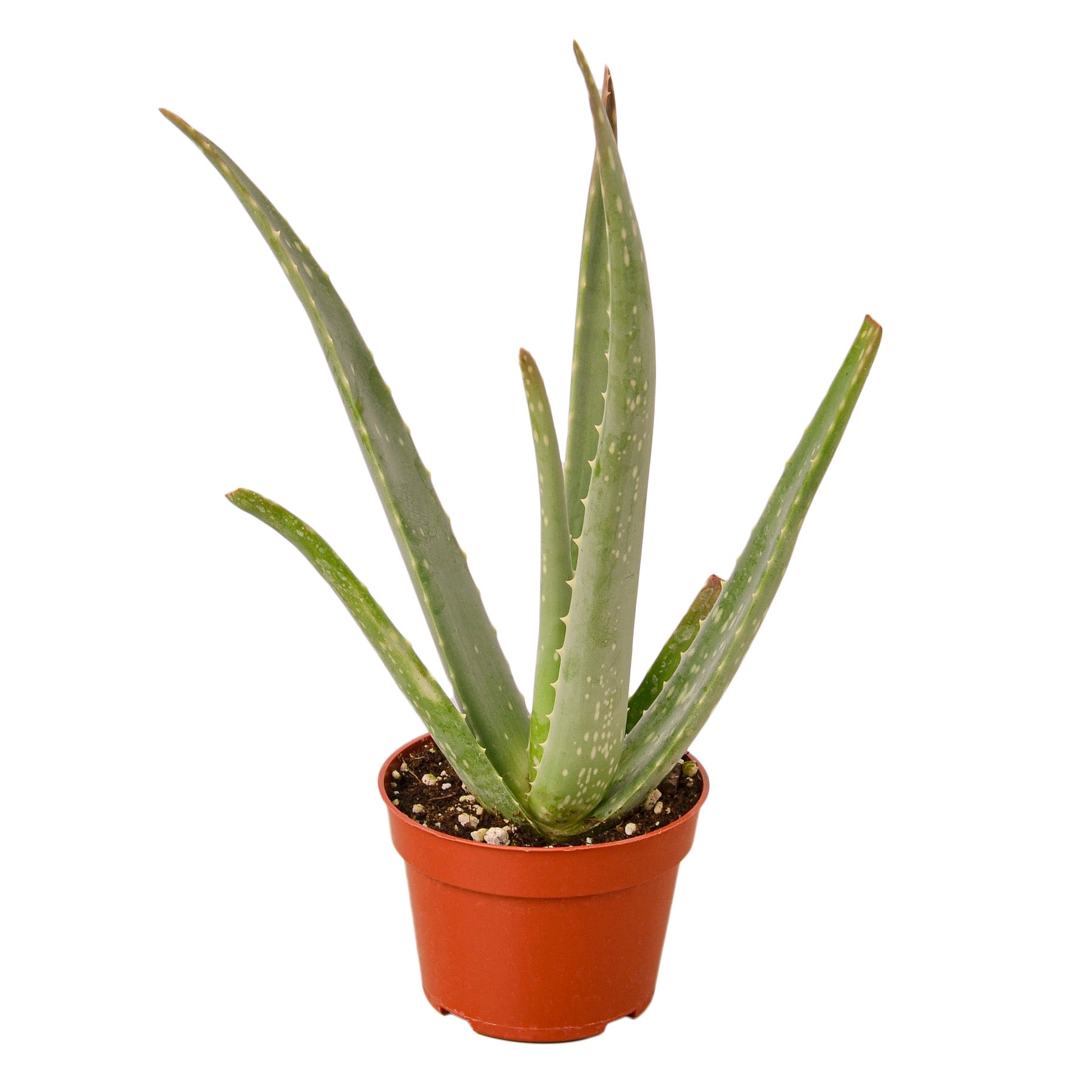 Aloe Vera 3"