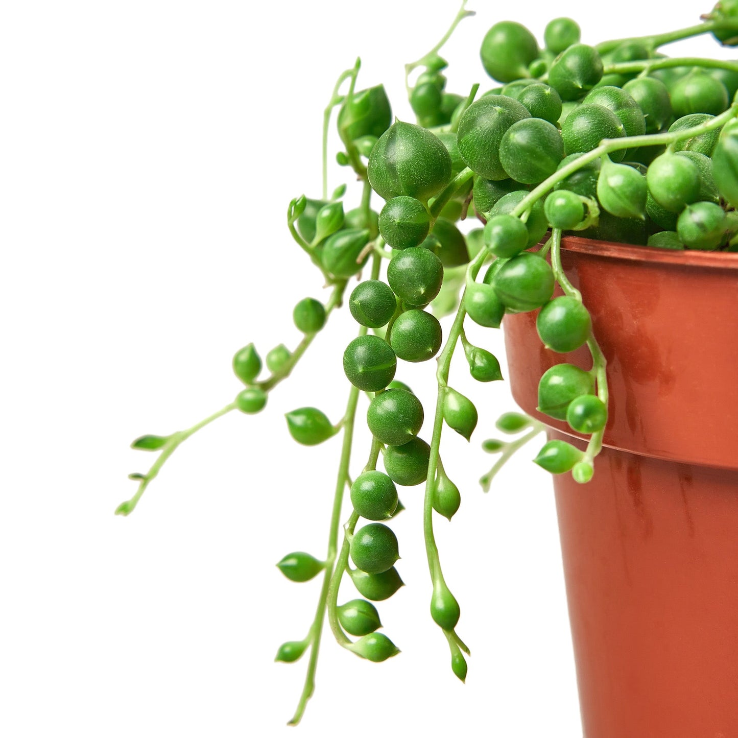 String of Pearls Succulent