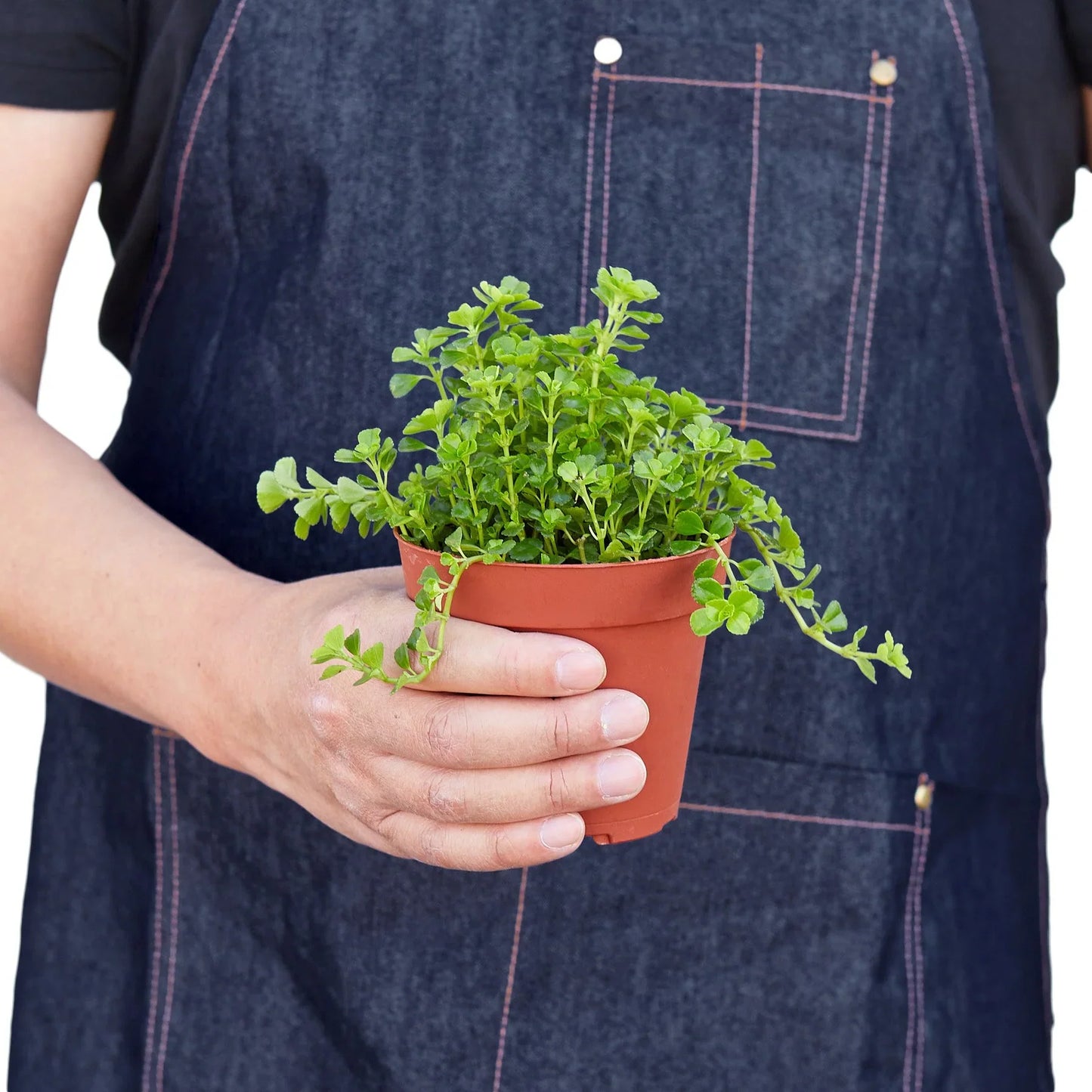 Baby Tears Nettle Pilea