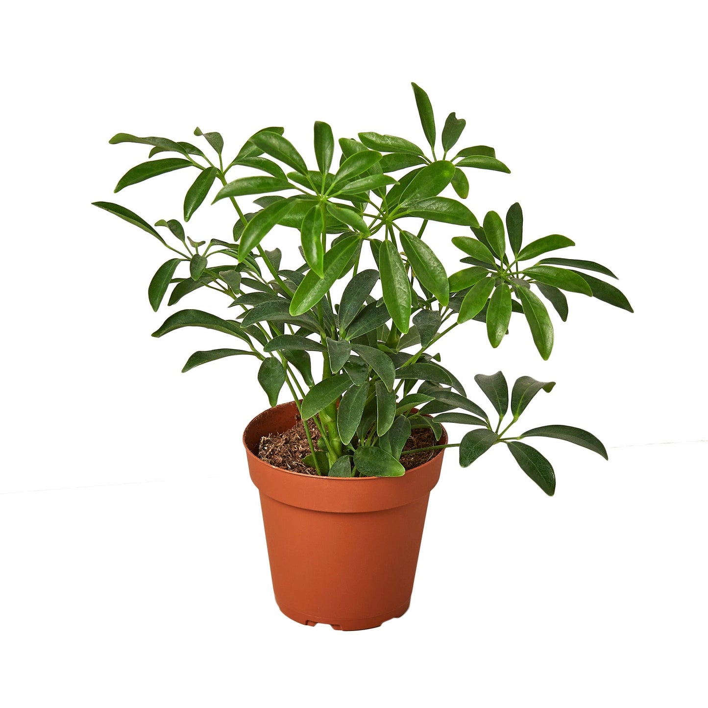 Schefflera Arboricola 'Umbrella'4"