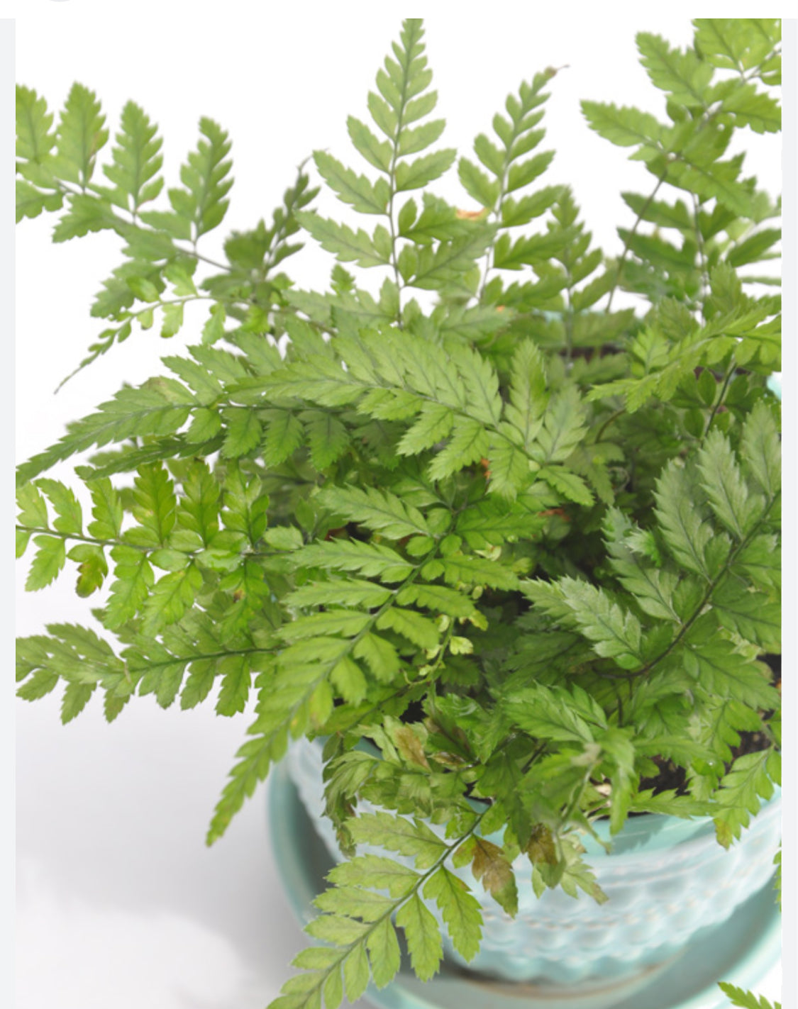 Korean Rock Fern