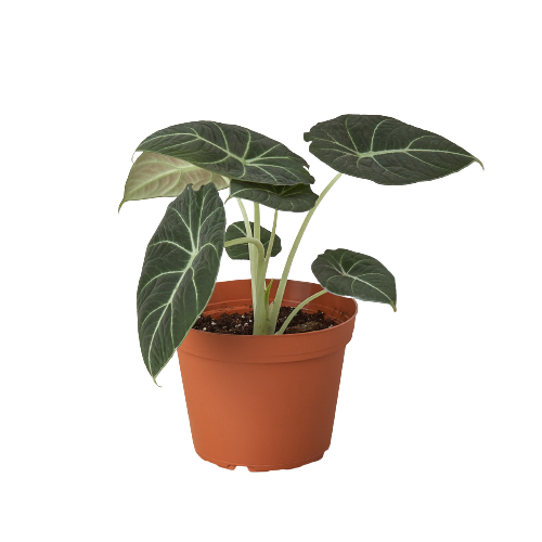 Black Velvet Alocasia 6"