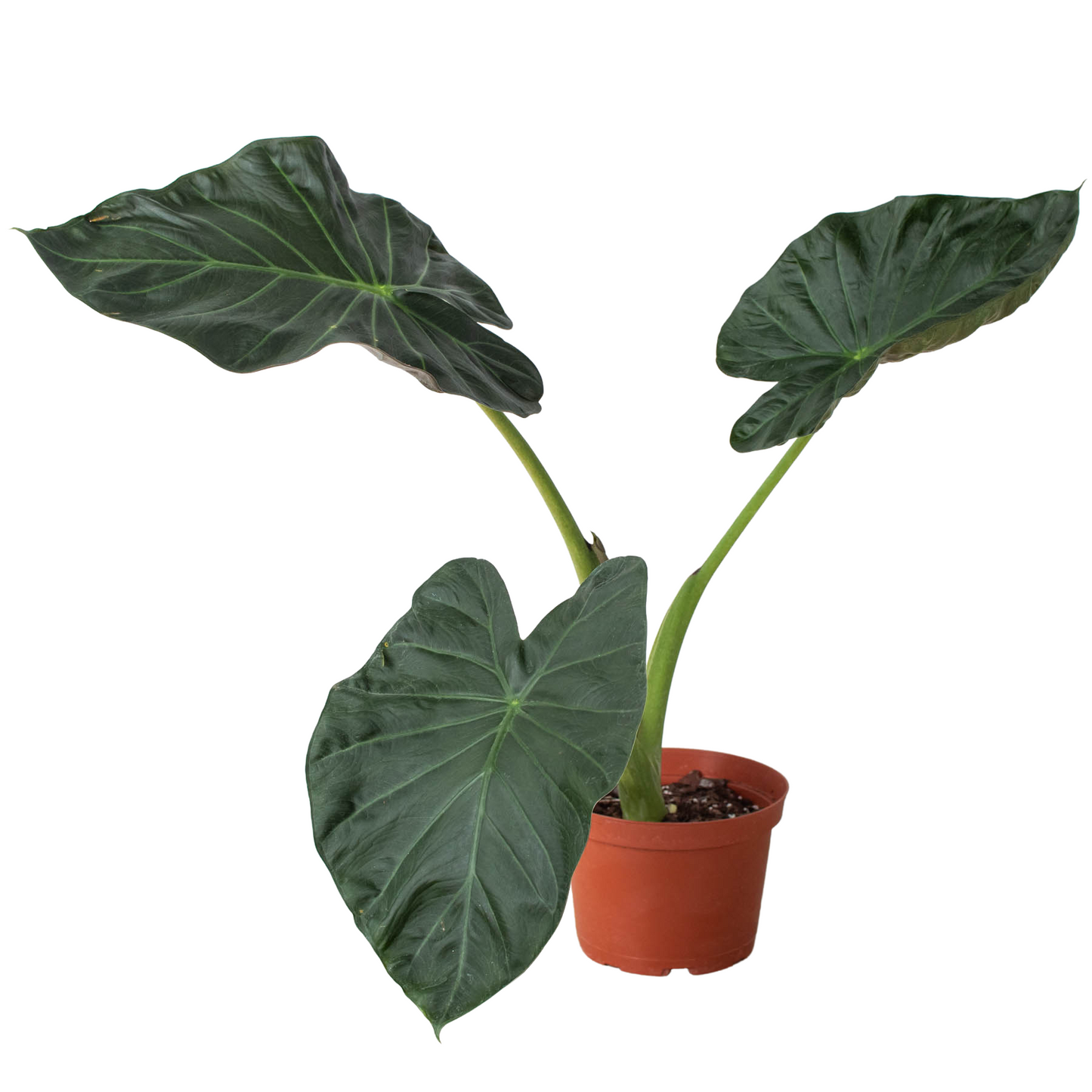 Alocasia 'Regal Shields' 6"