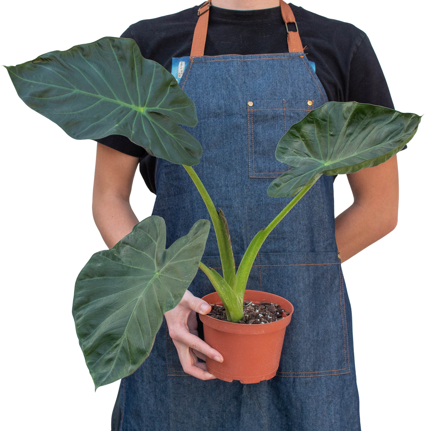 Alocasia 'Regal Shields' 6"