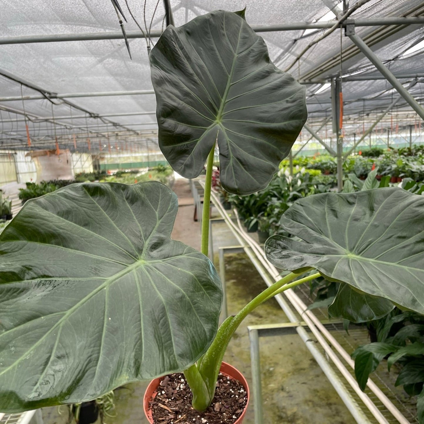 Alocasia 'Regal Shields'