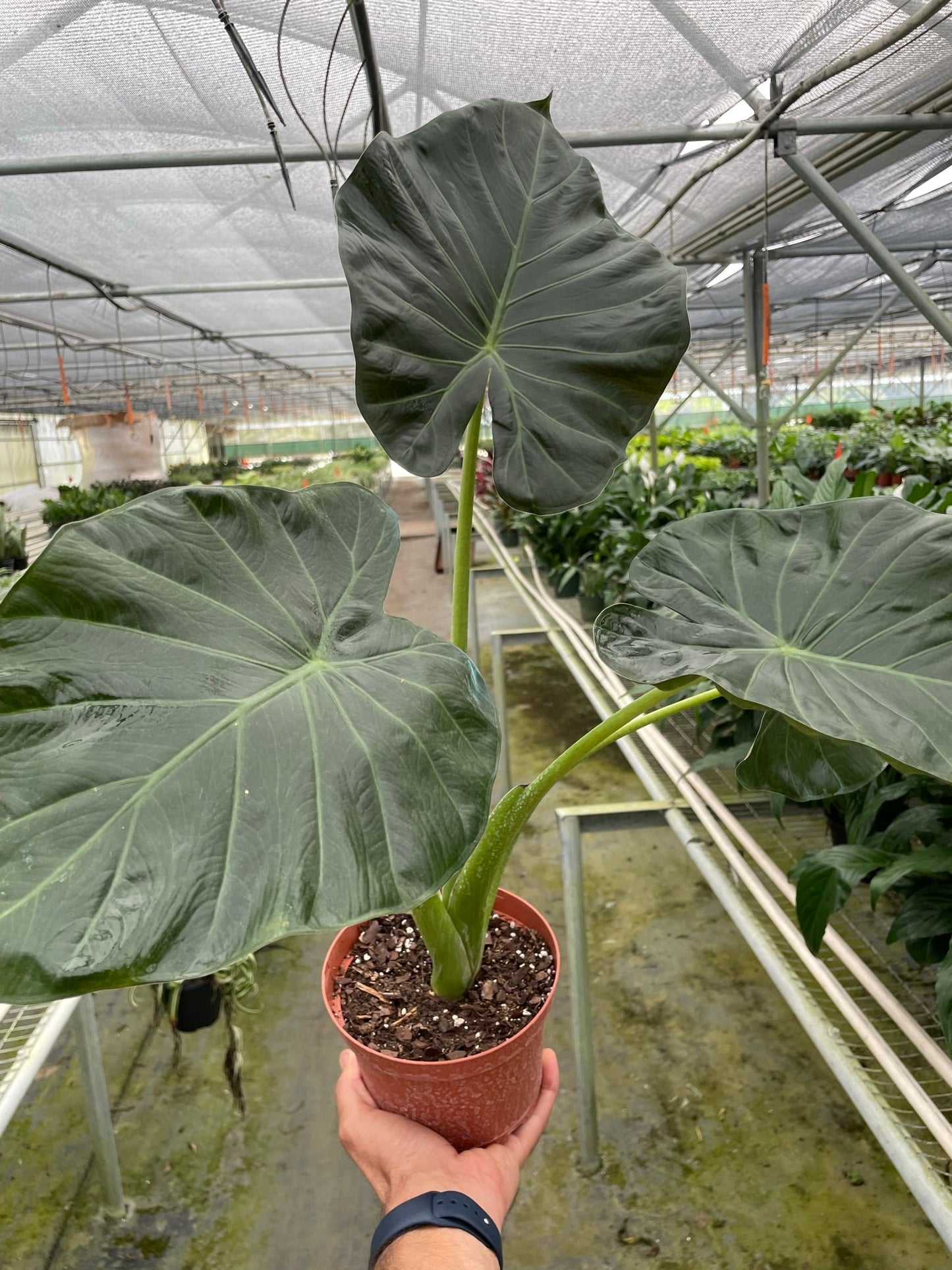 Alocasia 'Regal Shields'