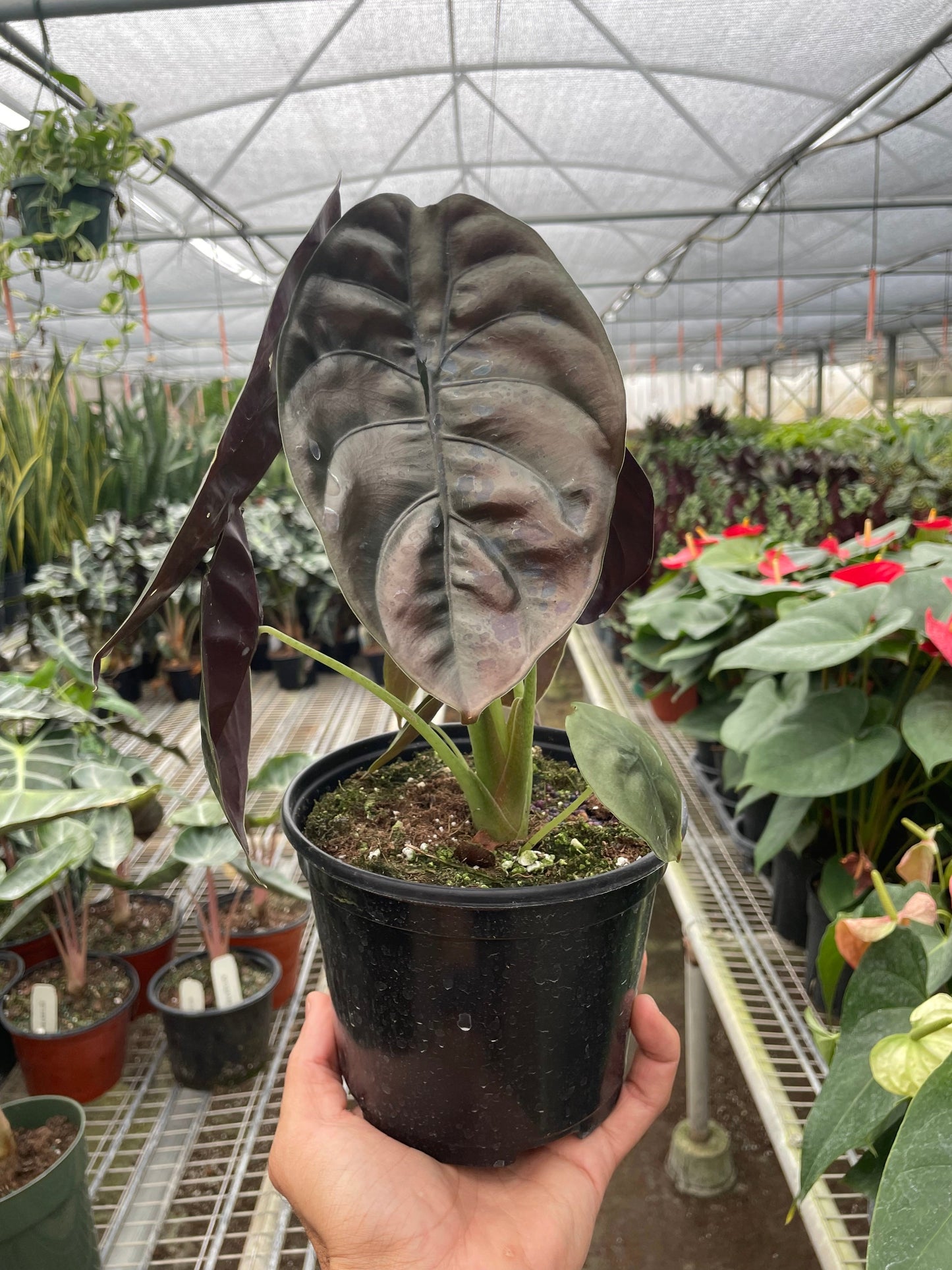 Alocasia Cuprea 'Red Secret'