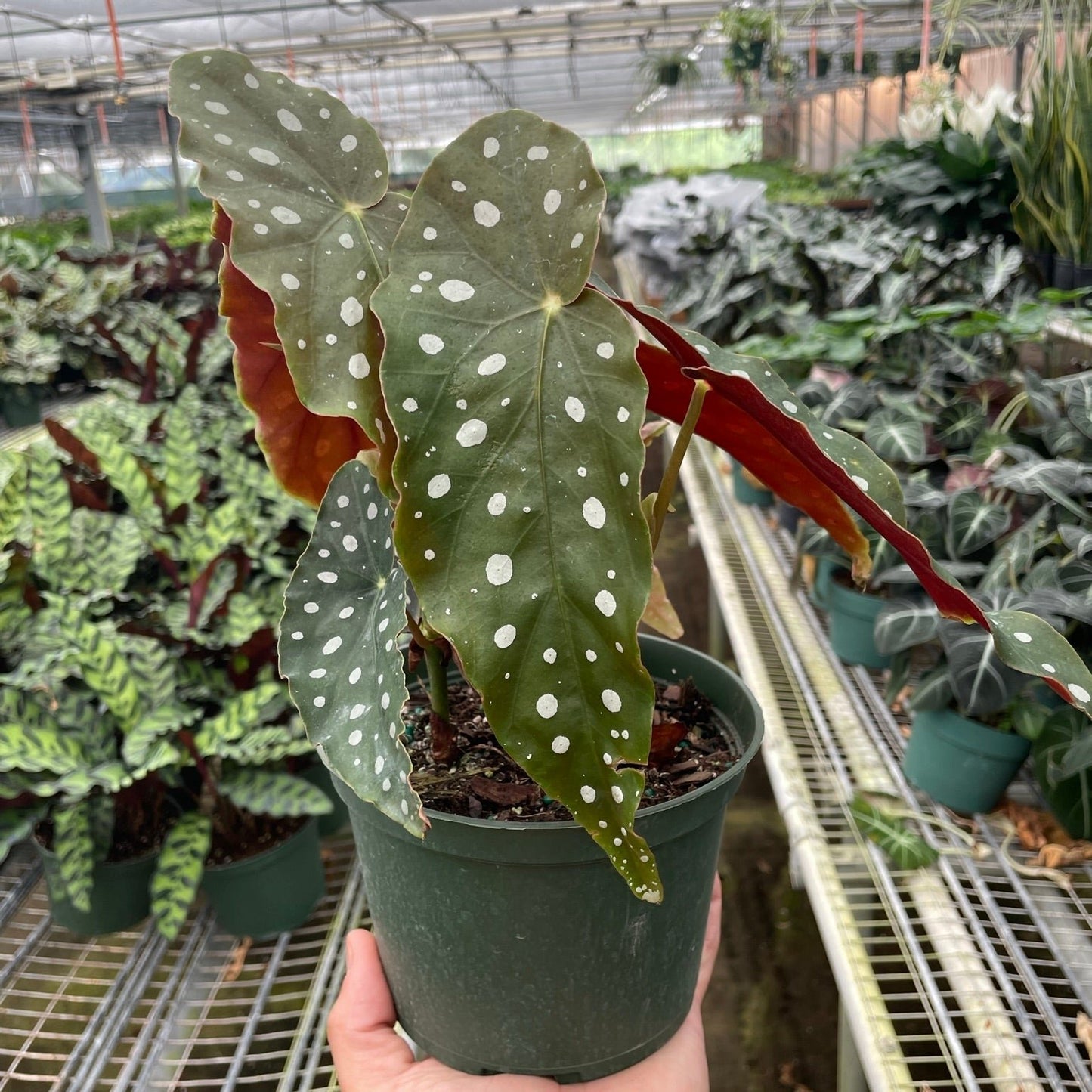 Polka Dot Plant Begonia 6"