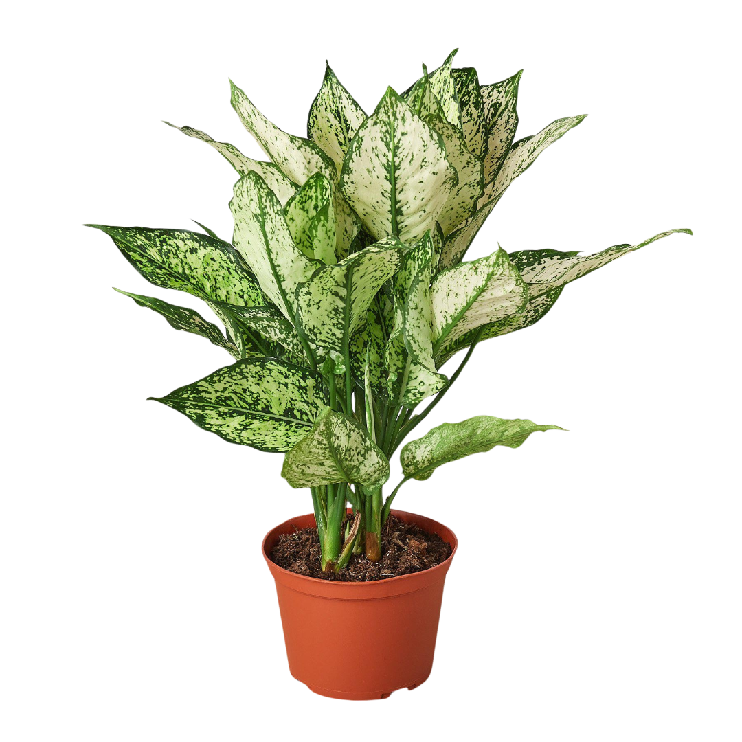 Chinese Evergreen Snow White