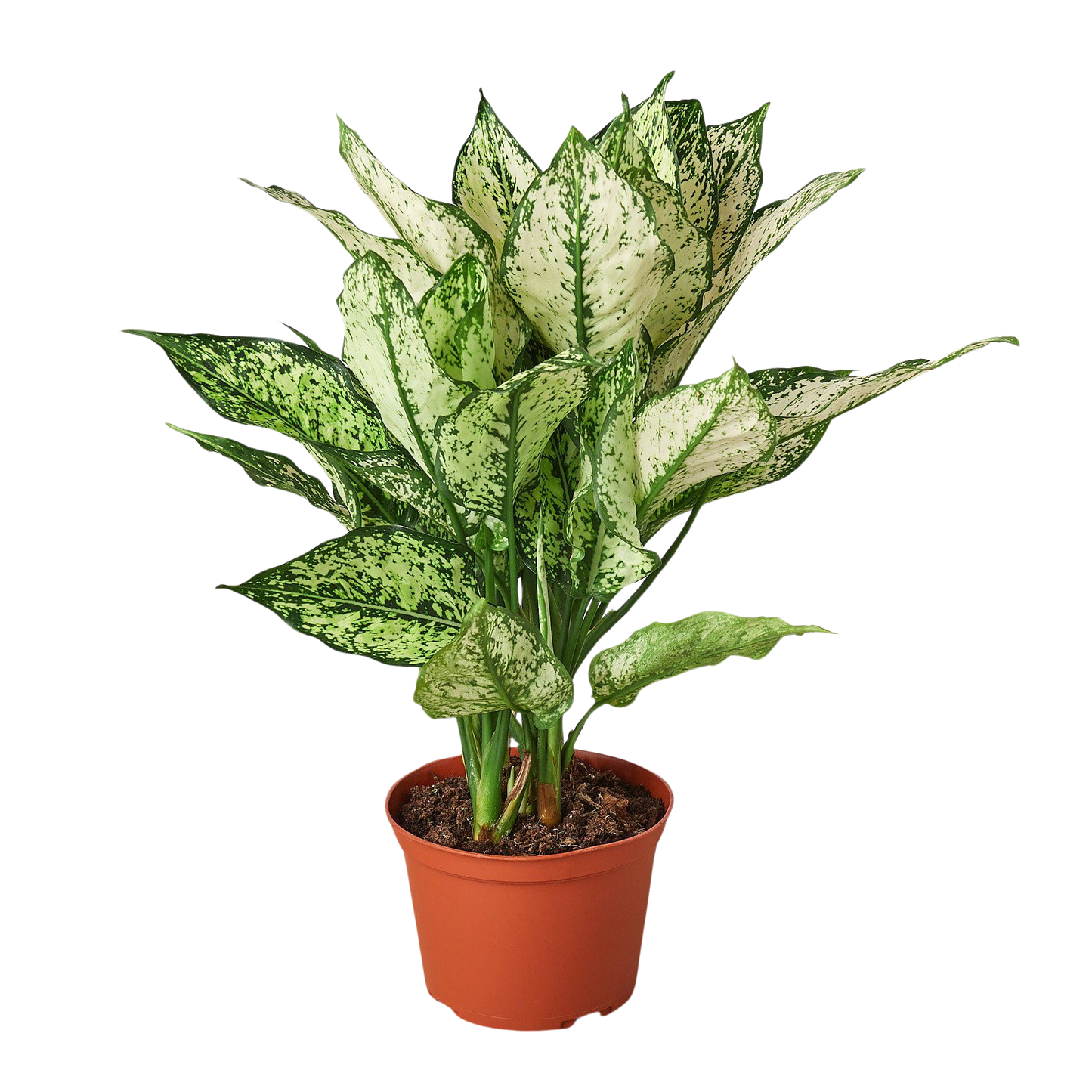 Snow White Chinese Evergreen Aglaonema 6"