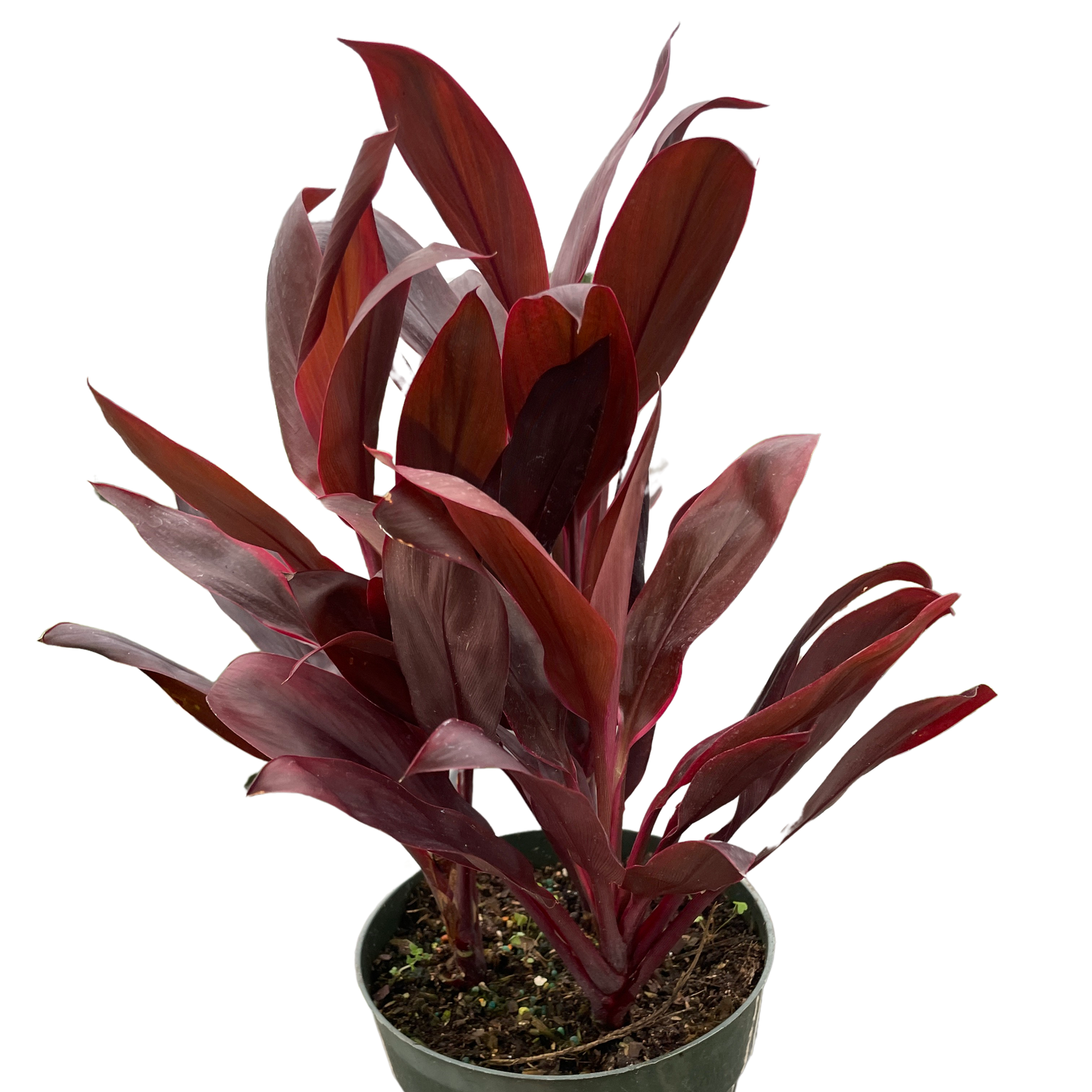 Cordyline 'Calypso Queen'