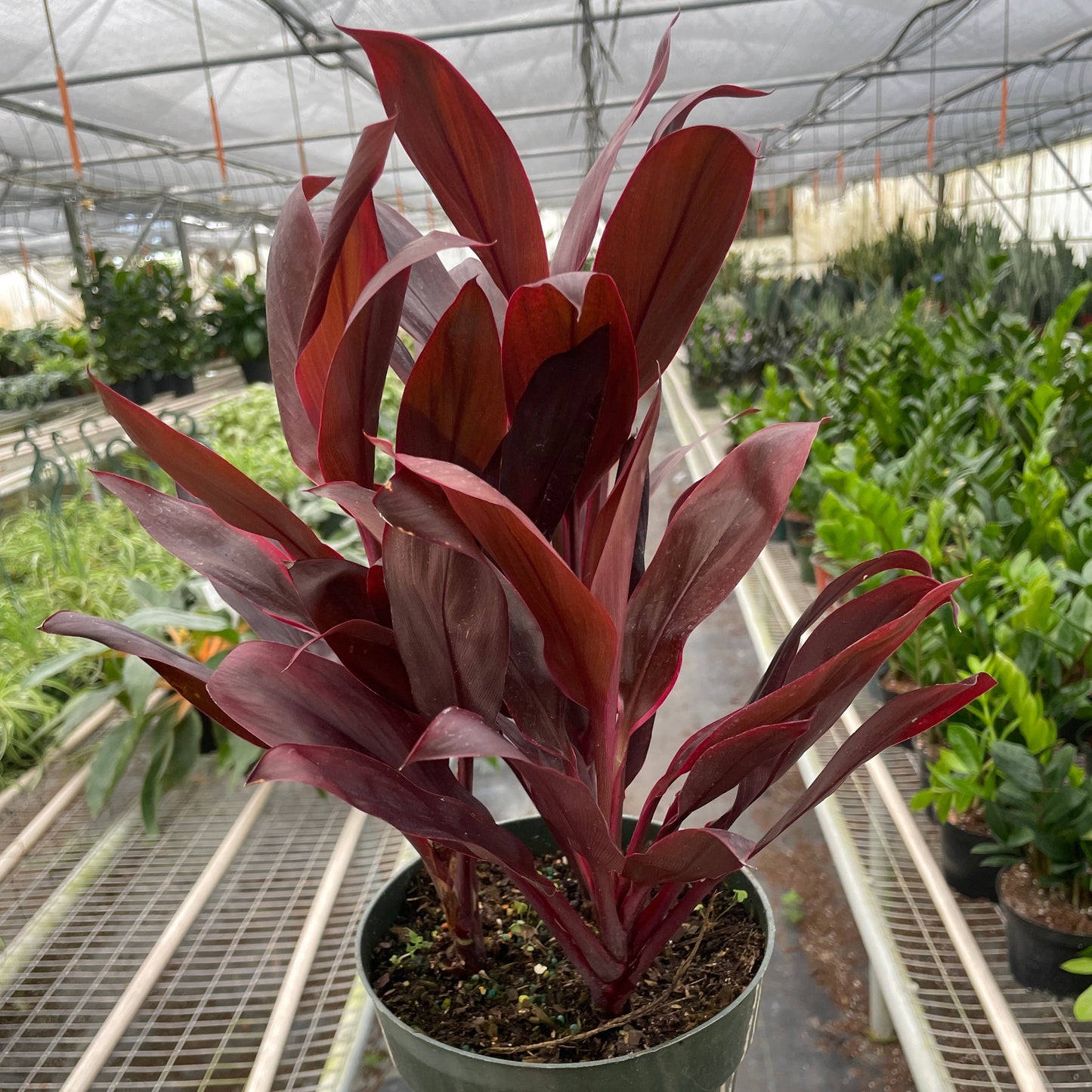 Cordyline 'Calypso Queen'