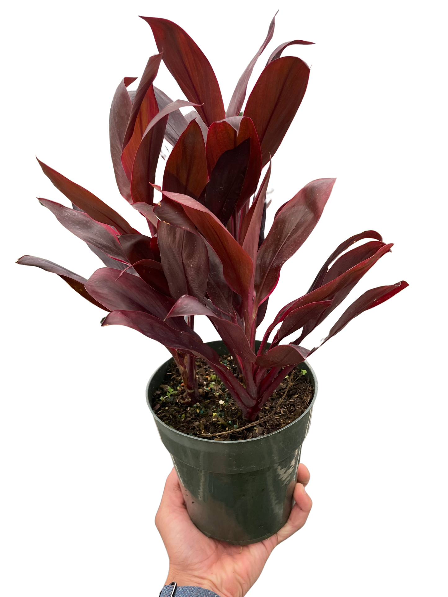 Cordyline 'Calypso Queen'