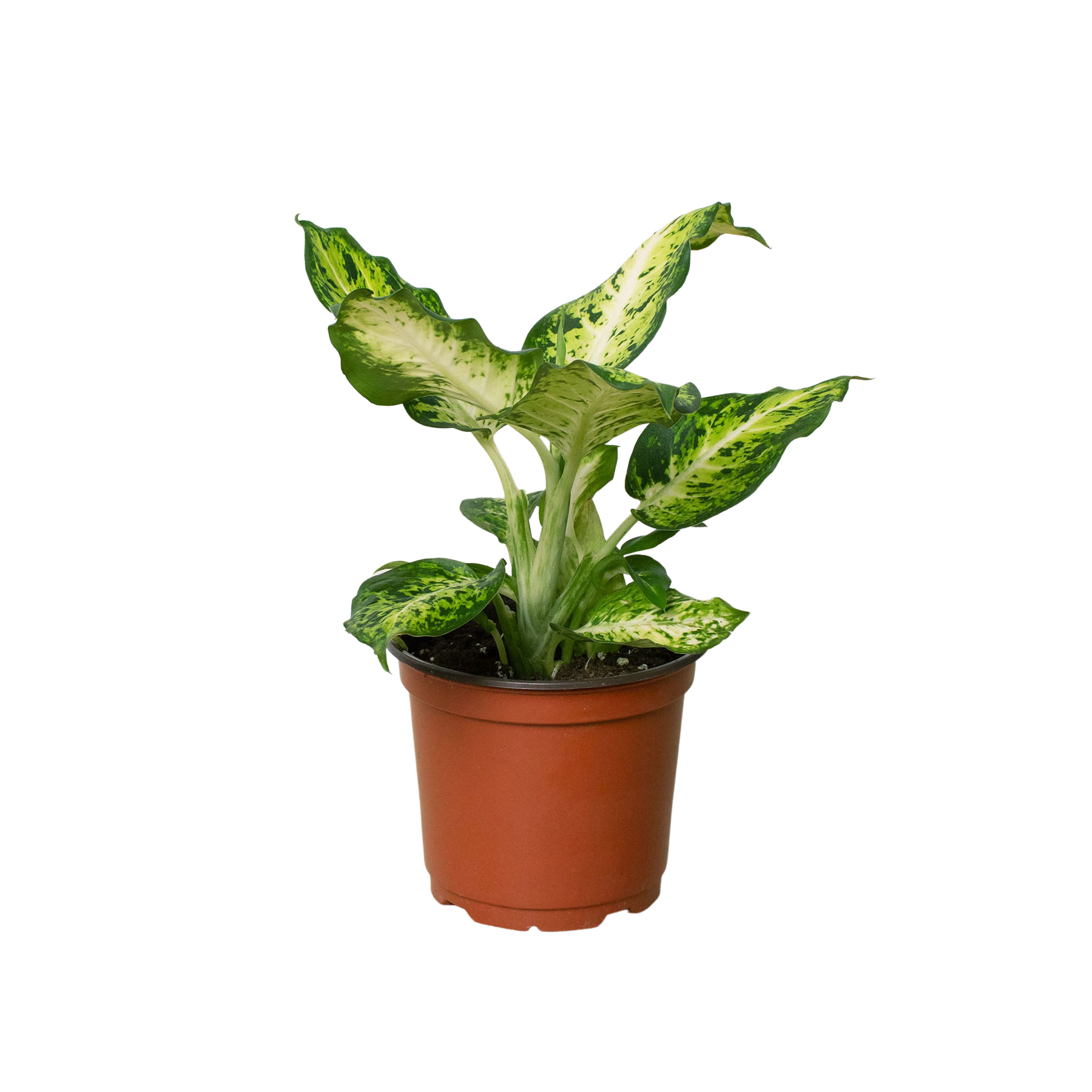 Dieffenbachia