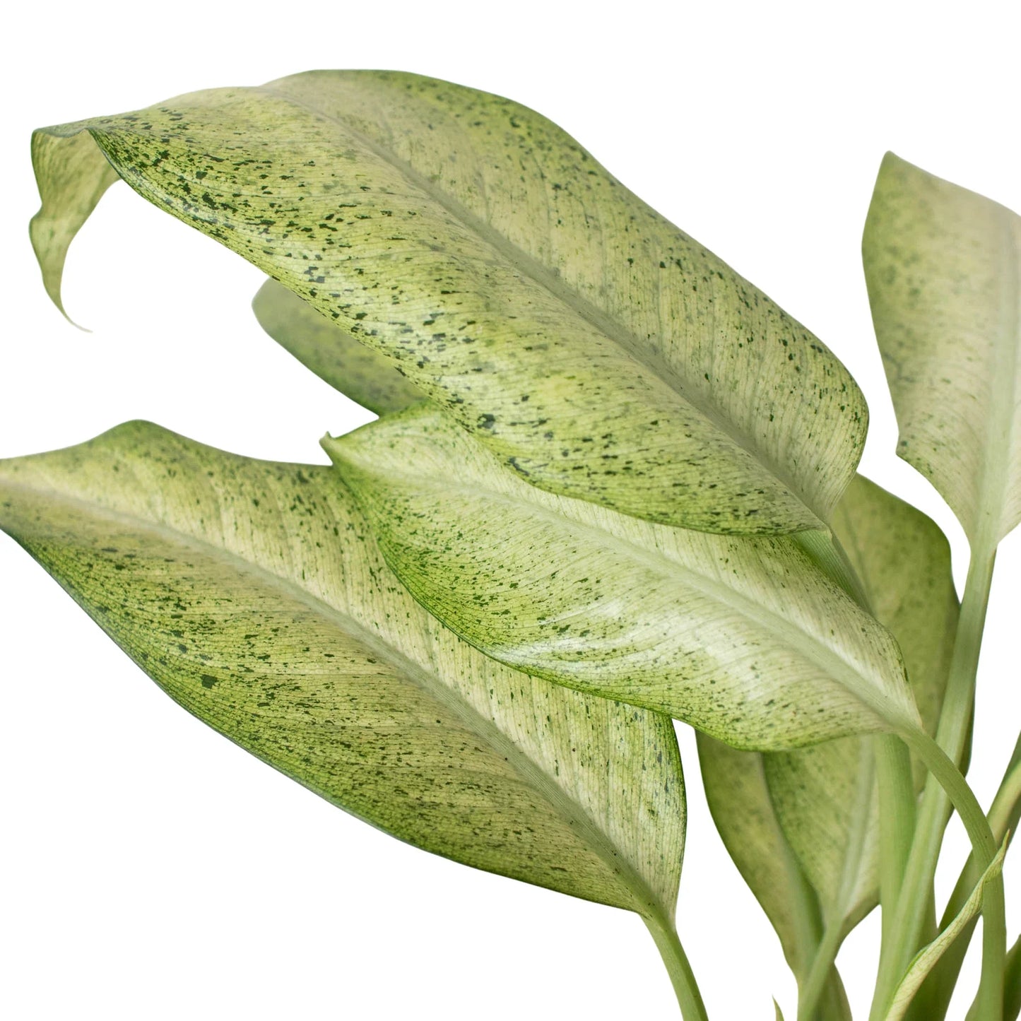 Close Up Dieffenbachia Leaf