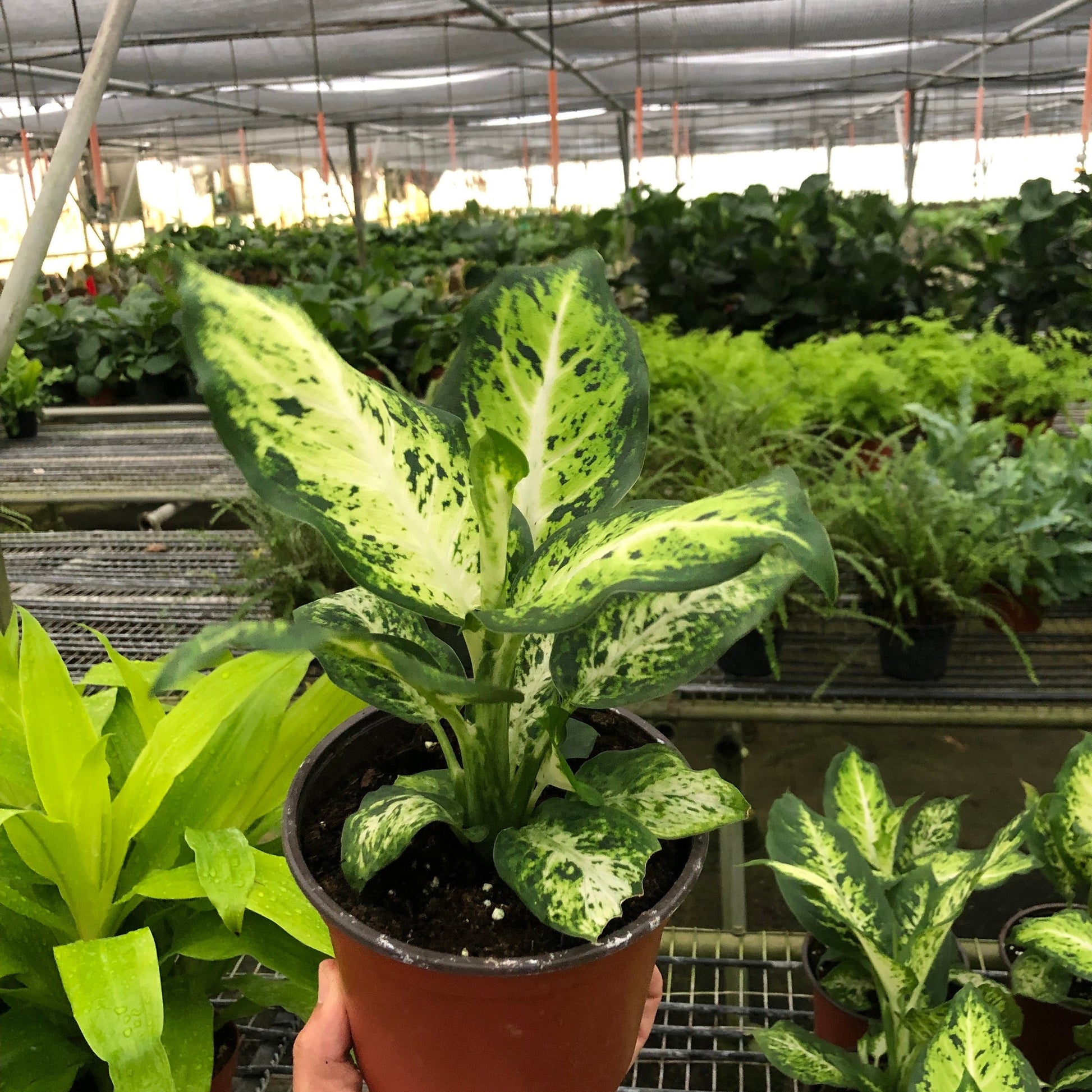 Dieffenbachia Camouflage