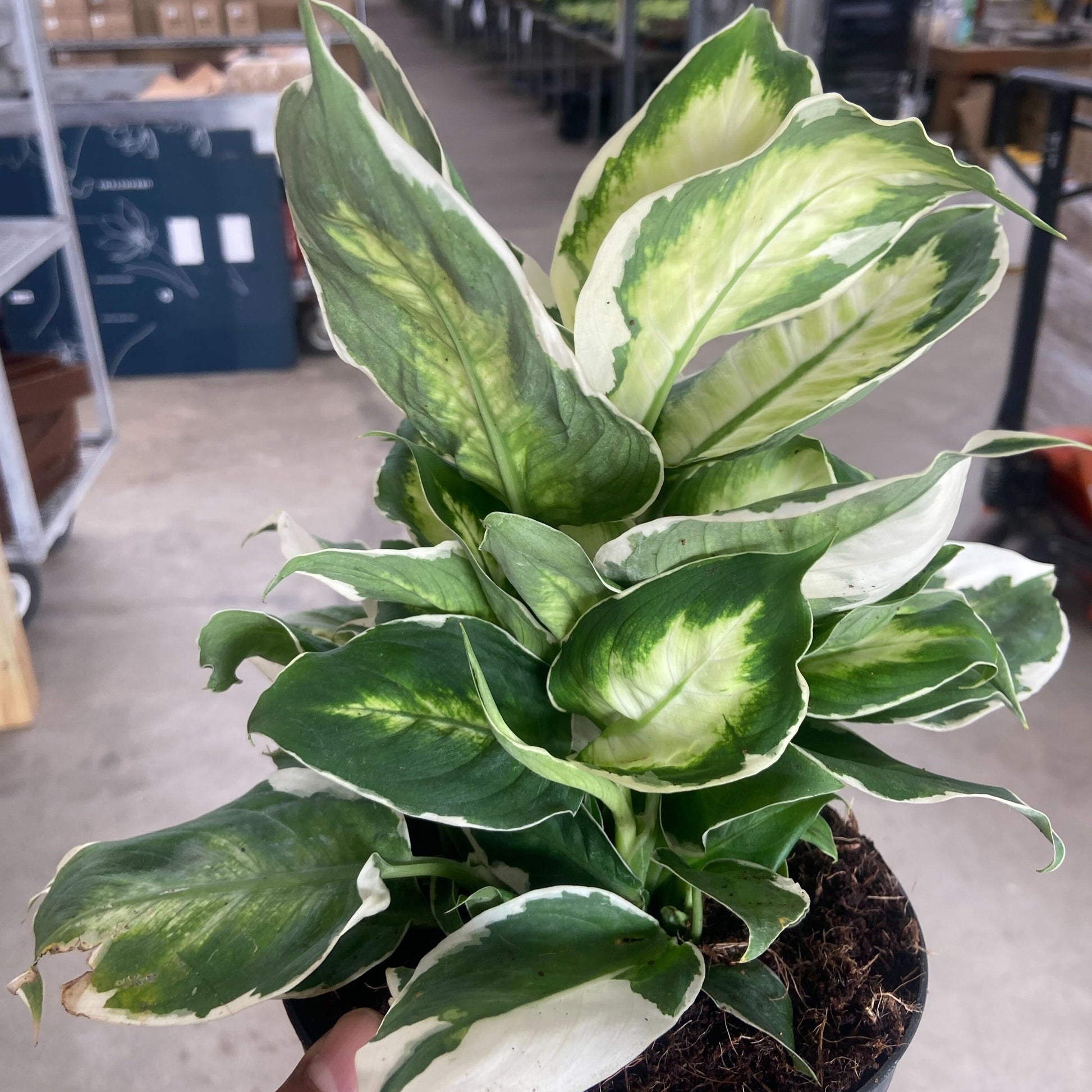 Dieffenbachia 'Cool Beauty'