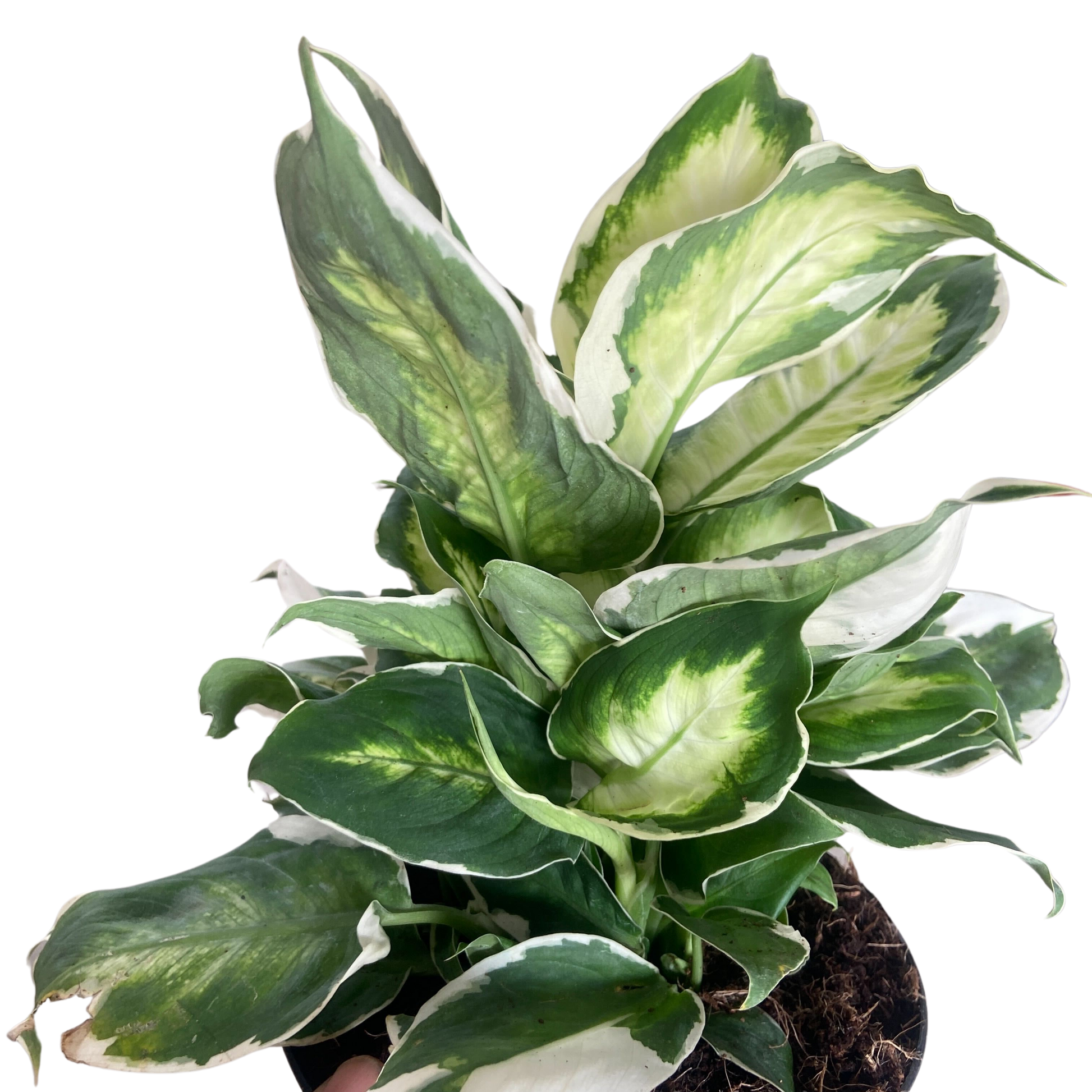 Dieffenbachia 'Cool Beauty'