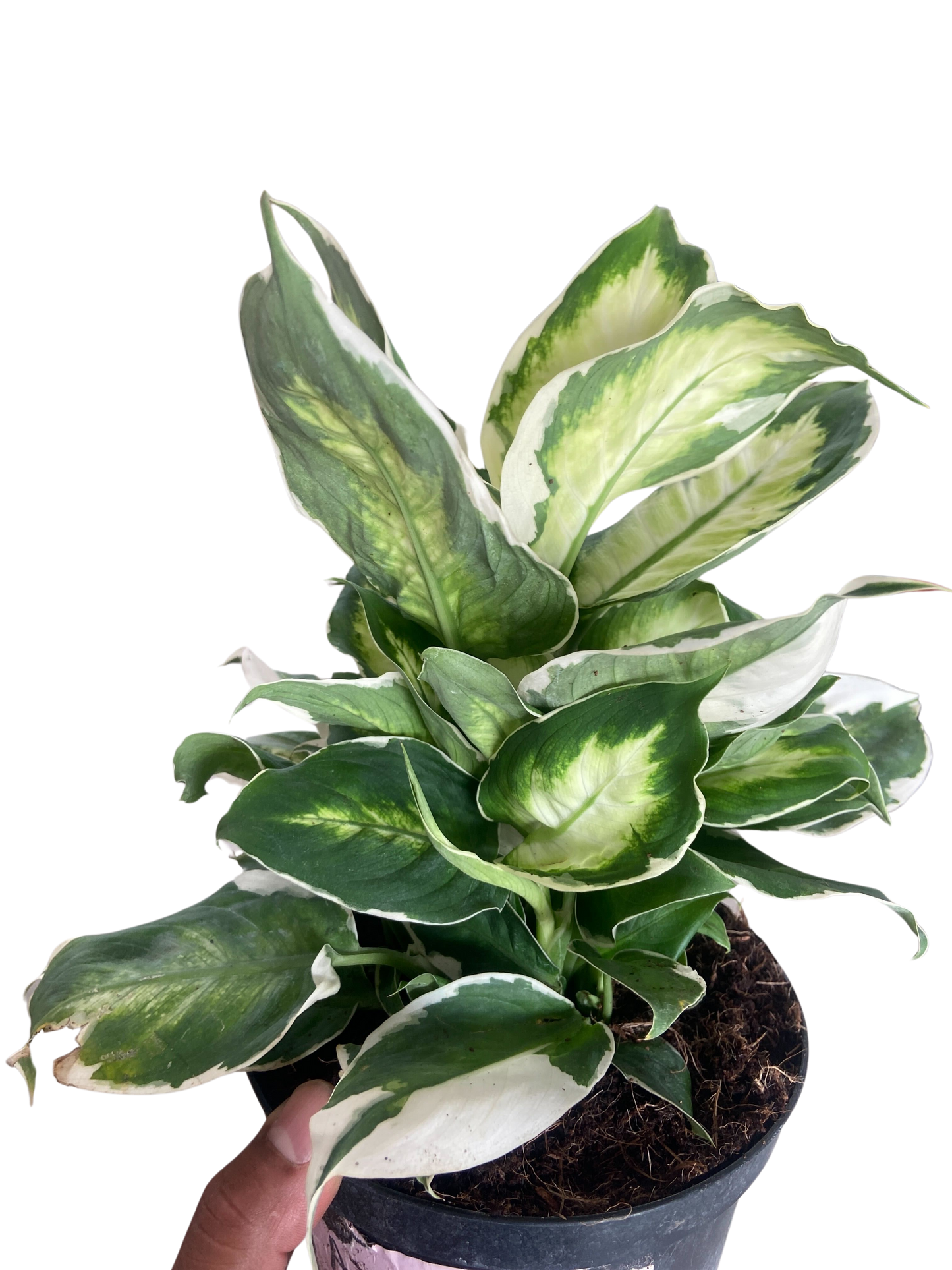 Dieffenbachia 'Cool Beauty'