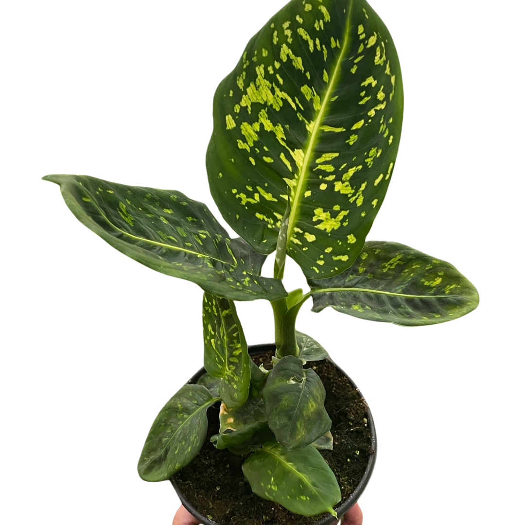 Dieffenbachia