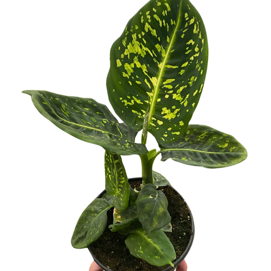 Dieffenbachia