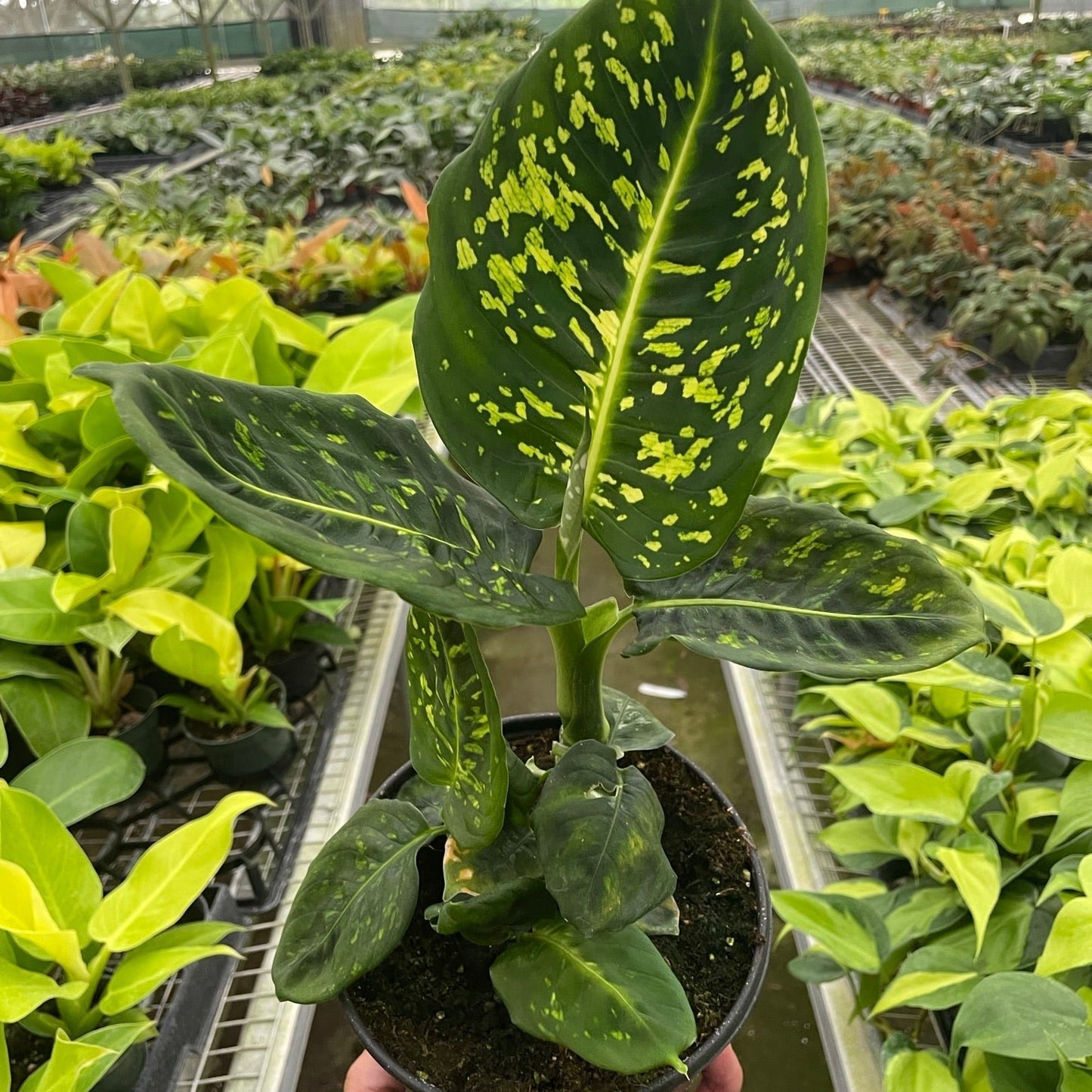 Dieffenbachia Reflector 6"