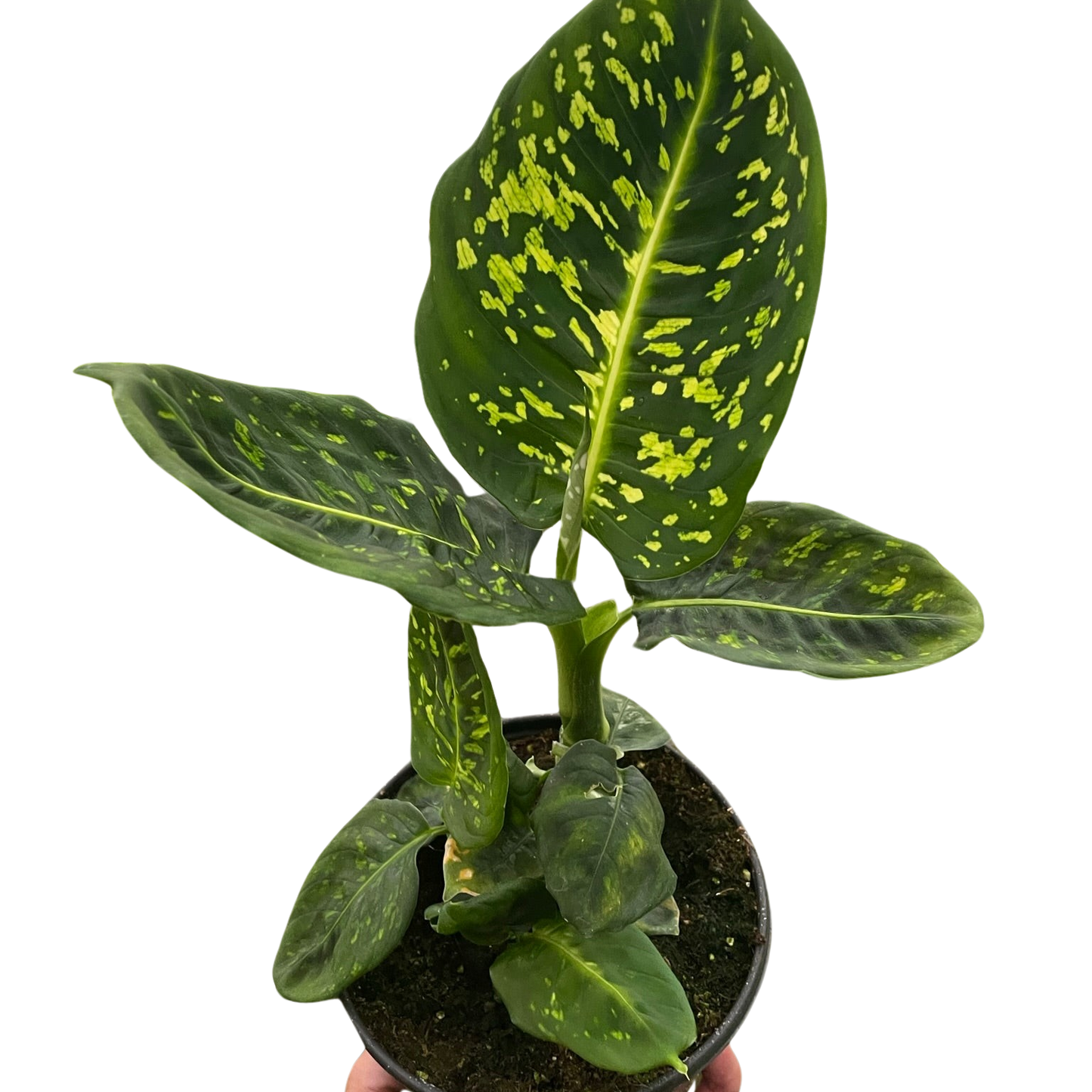 Reflector Dieffenbachia 6 Inch