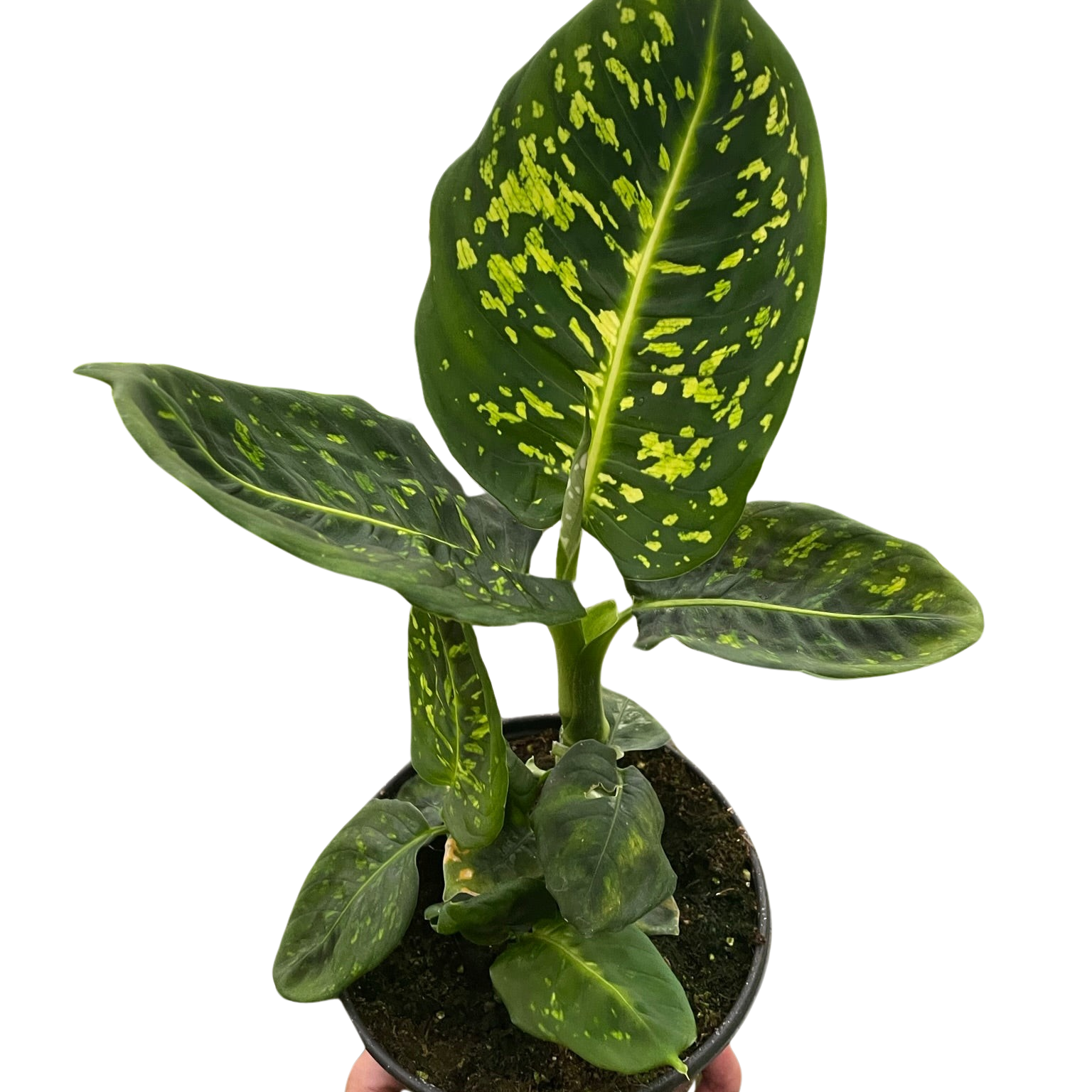 Reflector Dieffenbachia 6 Inch