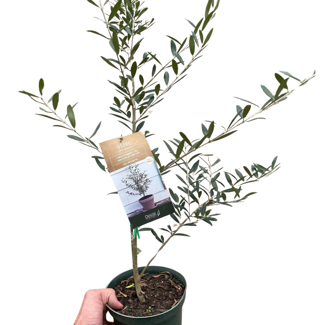 Olive Tree (Olea europaea)