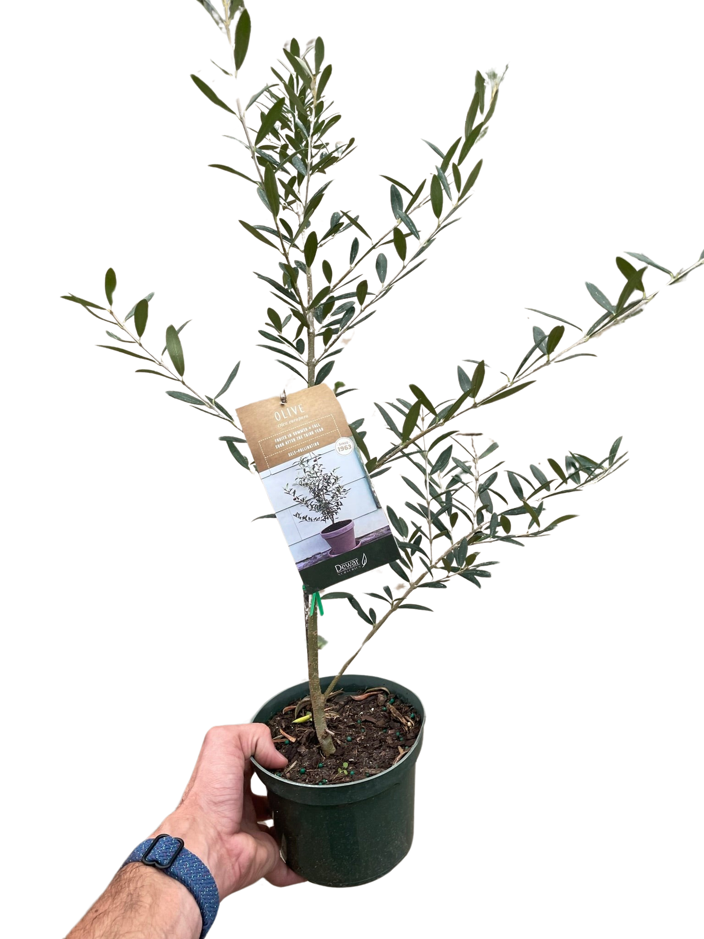 Olive Tree (Olea europaea)